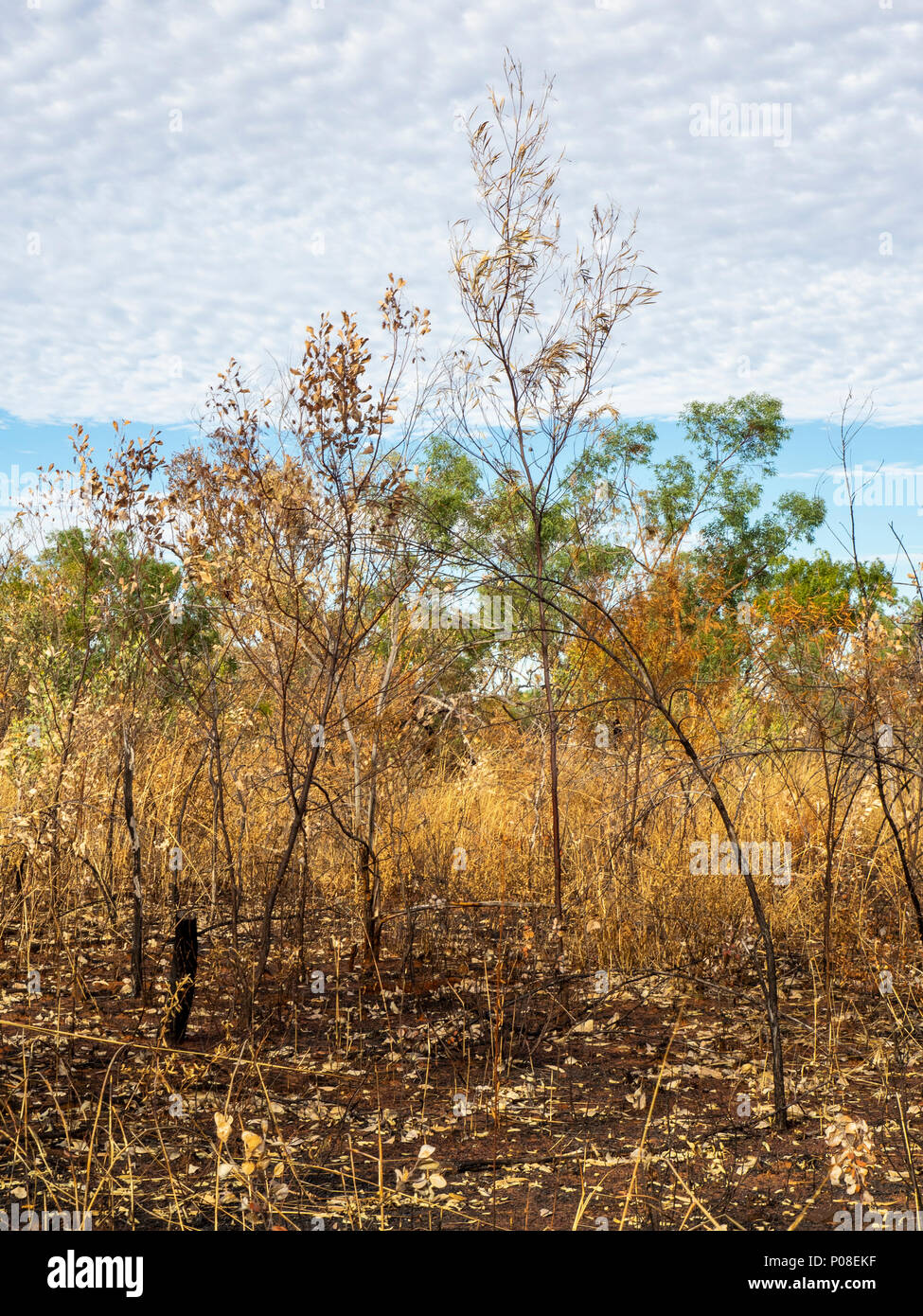Les arbres Eucalyptus gum en savane boisée de Kimberley WA l'Australie. Banque D'Images