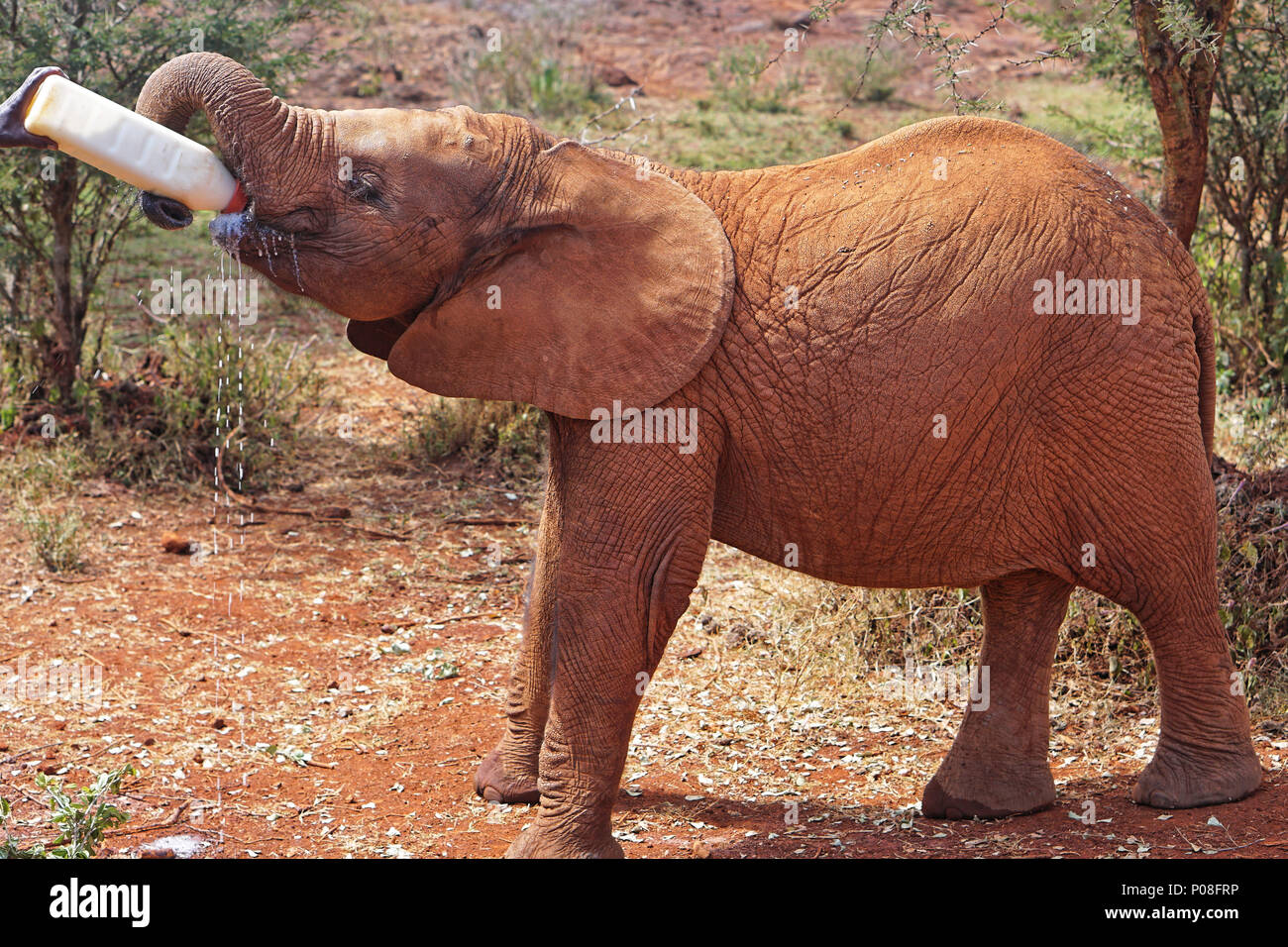 Petite bouteille de verre d'éléphants au Kenya Banque D'Images