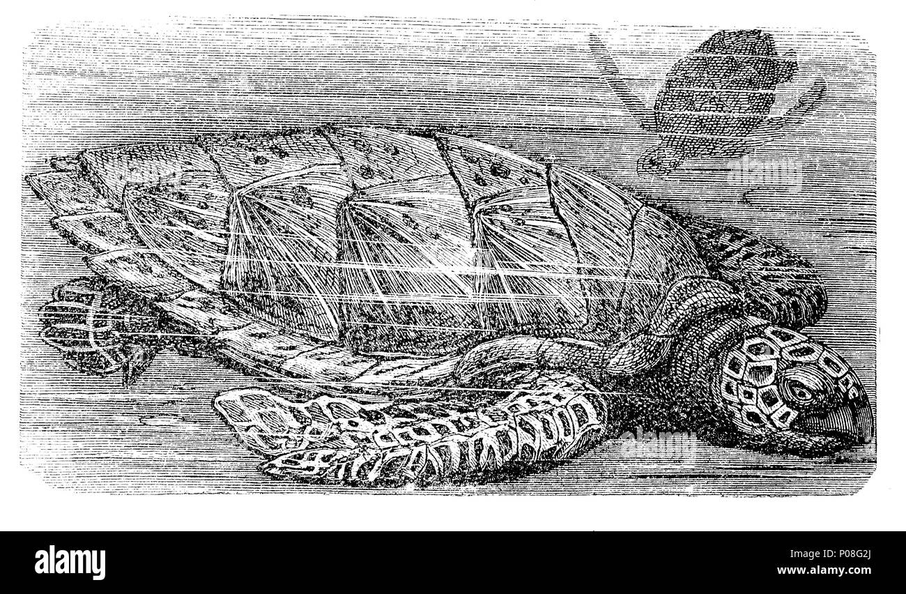 La tortue imbriquée, Echte KarettschildkrÃ¶te, Eretmochelys imbricata, numérique l'amélioration de la reproduction de l'original d'imprimer à partir de l'année 1881 Banque D'Images