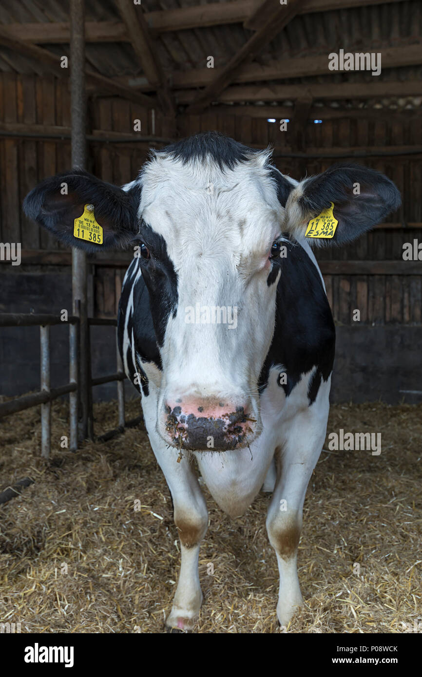 Portrait d'animaux d'une vache dans une grange, la race Blanc Bleu Belge (Bos taurus), Mecklembourg-Poméranie-Occidentale, Allemagne Banque D'Images