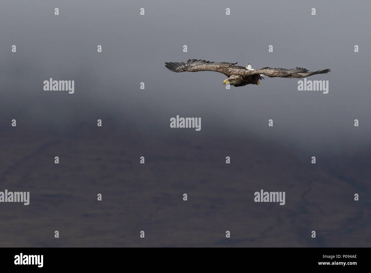 Pygargue à queue blanche (Haliaeetus albicilla). En vol avec Misty collines en arrière-plan. Image prise dans l'Isle of Mull, Scotland, UK. Banque D'Images