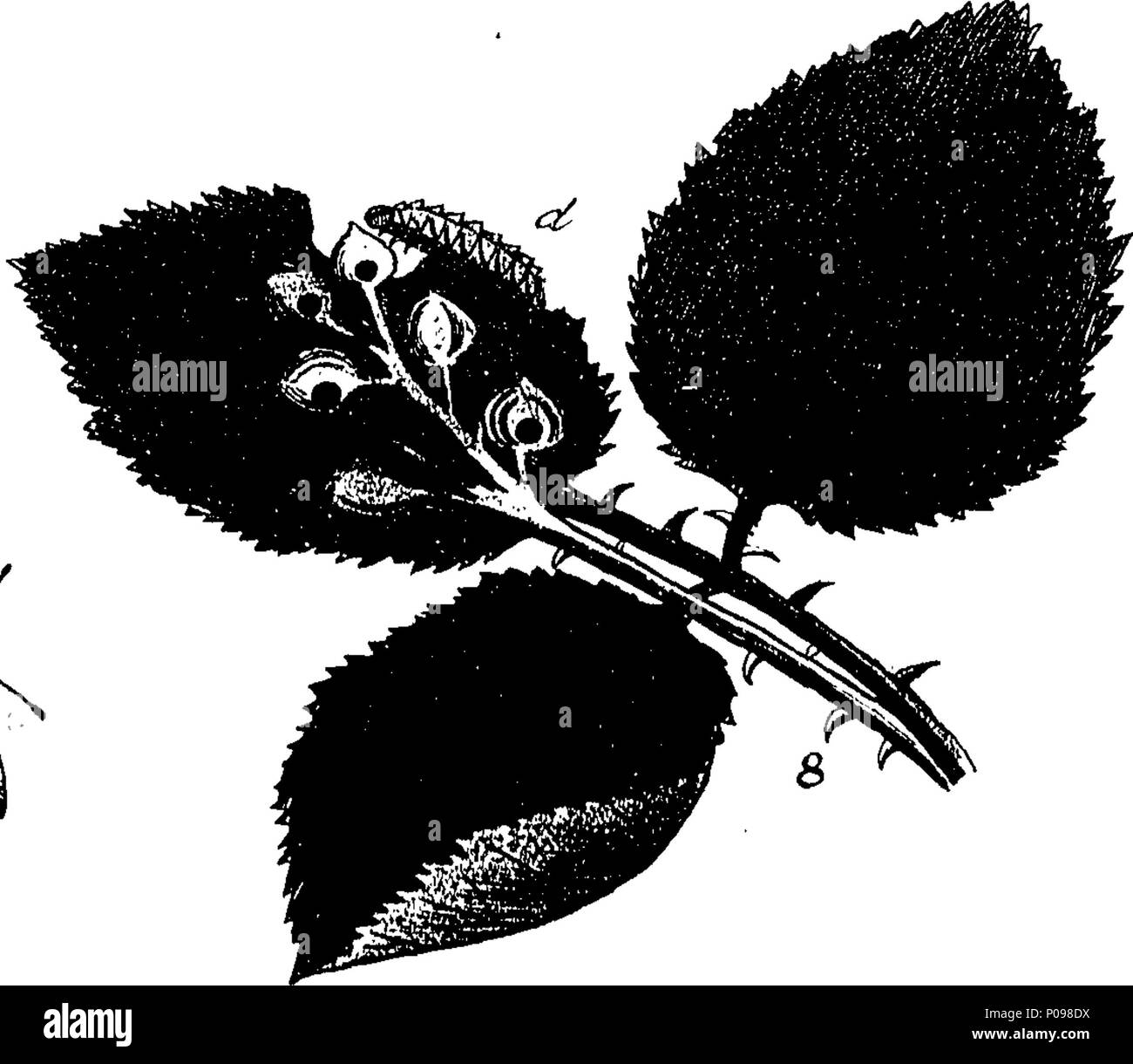 . Anglais : Fleuron du livre : une histoire naturelle des insectes anglais. Illustré d'une centaine de plaques de cuivre, curieusement gravées de la vie : et (pour ceux qui le désirent) de couleur exactement par l'auteur Eleazar Albin, peintre. À laquelle sont ajoutés, de grandes notes, et de nombreux curieux observations. Par Derham W., membre de la Société royale. 136 Une histoire naturelle des insectes Anglais Fleuron T085937-16 Banque D'Images