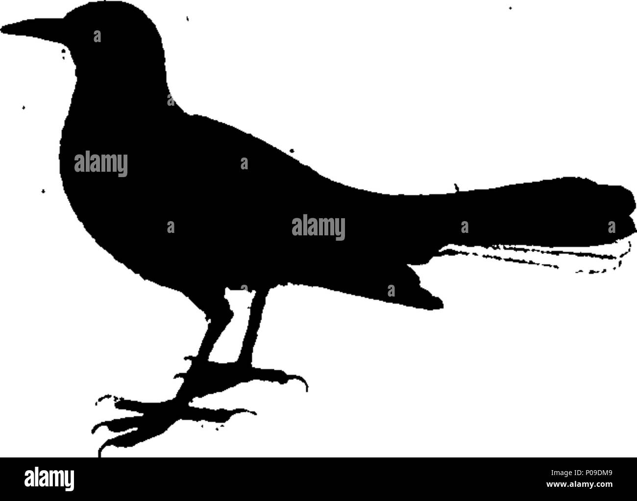 . Anglais : fleuron de livre : un nouveau dictionnaire d'histoire naturelle ; ou, de l'universal display compleat nature animée. Avec des représentations fidèles des plus curieux et beaux animaux, élégamment colorés. Par William Frederic Martyn, Esq. En deux volumes. ... 146 un nouveau dictionnaire d'histoire naturelle ; ou, de l'universal display compleat nature Fleuron T081840-3 Banque D'Images