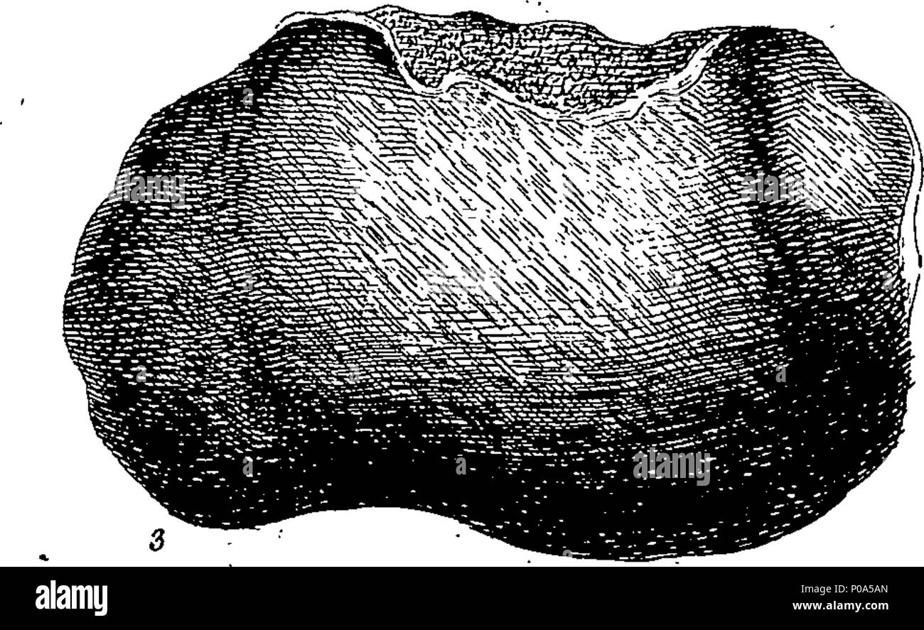 . Anglais : fleuron de livre : un compte d'une pierre, en la possession de la très honorable le comte de Stafford, qui d'être arrosée produit d'excellents champignons. Avec l'histoire de l'iolithos, ou violet-stone des Allemands. Par John Hill, M. D. illustré avec des chiffres. 288 un compte d'une pierre, en la possession de la très honorable le comte de Stafford, qui d'être arrosée produit d'excellents champignons Fleuron N001660-10 Banque D'Images