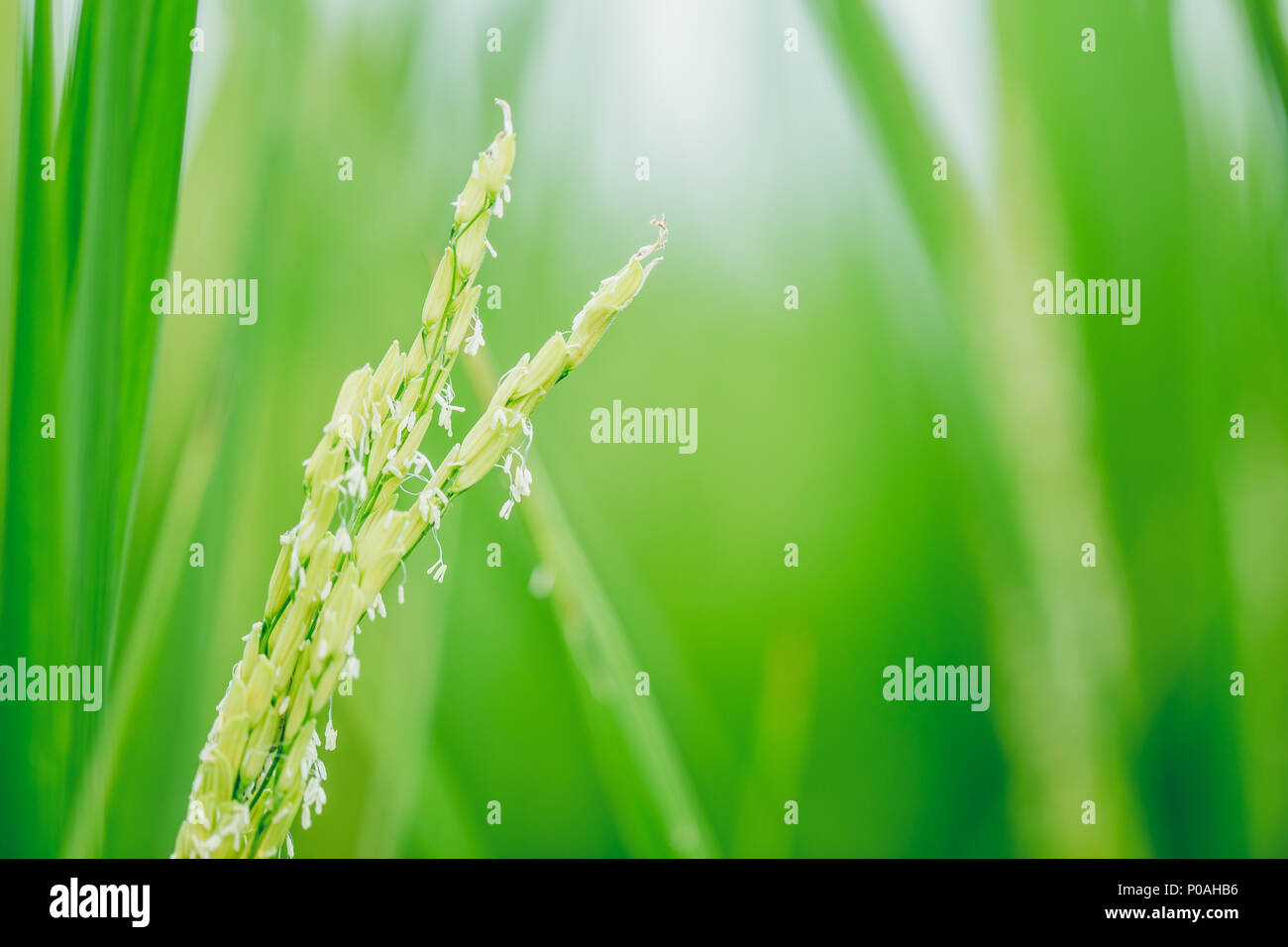 Gros plan de l'usine de riz vert et de semences de riz Jasmin fleur blanche Banque D'Images