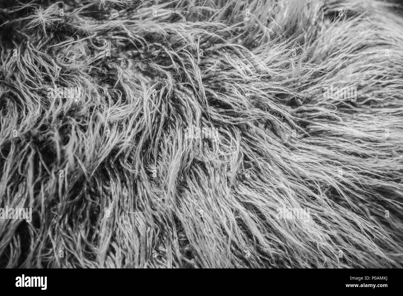 La laine fourrure poils gros plan manteau de plumes Banque D'Images