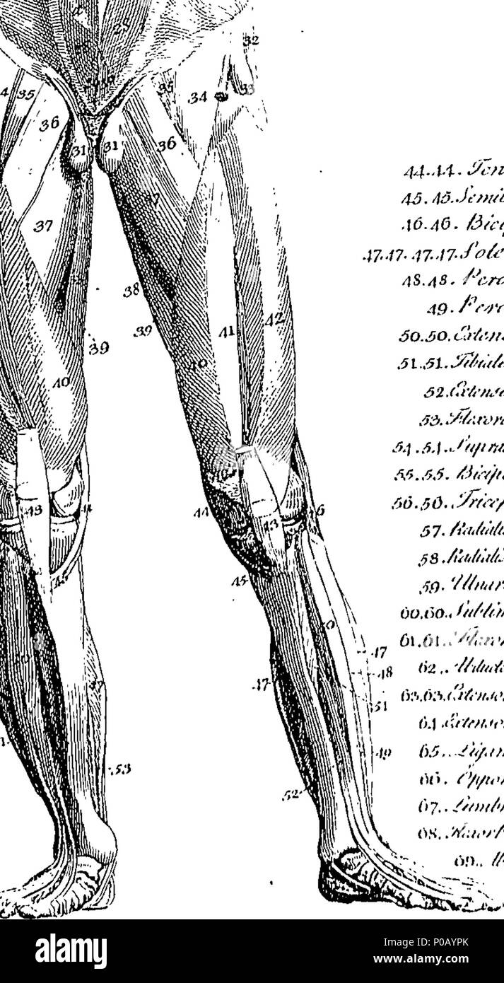 . Anglais : fleuron de livre : un nouveau dictionnaire médical ; ou, répertoire général de la physique. Contenant une explication des termes, et une description des divers éléments. Relatives à l'anatomie, physiologie, physique, chirurgie, Materia Medica, chimie, &c. &C. &C. Chaque article, selon son importance, à l'étude dans chaque relation dans laquelle son utilité s'étend dans l'Art de Guérison par G. Motherby, M.D. 155 un nouveau dictionnaire médical ; ou, répertoire général de la physique Fleuron T066033-8 Banque D'Images