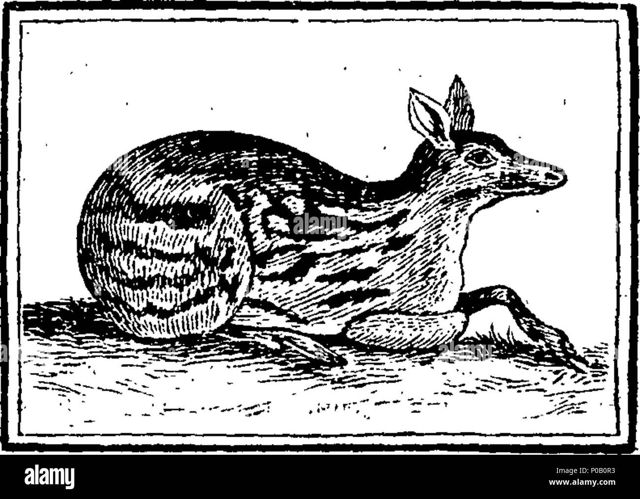 . Anglais : fleuron de livre : un nouveau système moral de l'histoire naturelle, ou, les beautés de la nature affichée ; dans le plus singulier, curieux, et de beaux quadrupèdes, et les oiseaux, à laquelle sont ajoutés, dans l'histoire de la chanson des oiseaux, des instructions pratiques pour chusing, la reproduction, l'alimentation, et de leur apprendre à chanter. 156 un nouveau système moral de l'histoire naturelle Fleuron T112714-20 Banque D'Images
