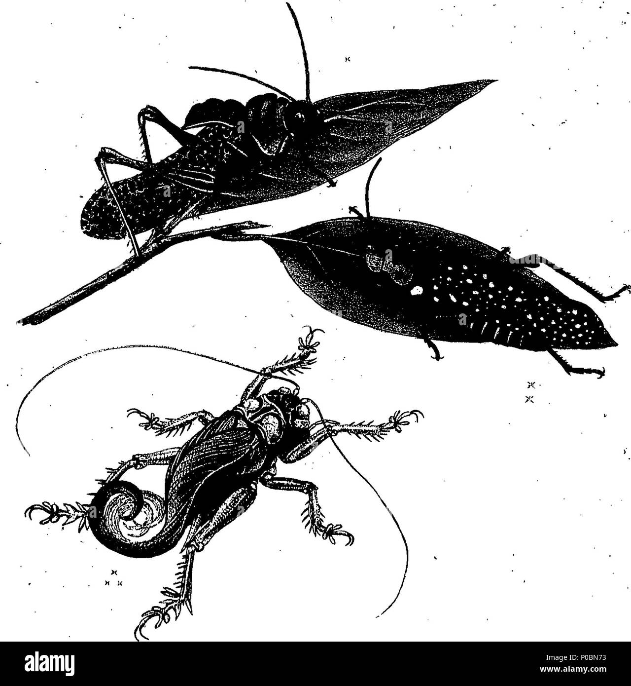 . Anglais : fleuron de livre : un épitomé de l'histoire naturelle des insectes de l'Inde, et les îles dans la mer Indienne : comprenant plus de deux cent cinquante figures et descriptions des plus singulières et belles espèces, principalement de celles sélectionnées récemment découvert, et qui n'ont pas comparu dans les Œuvres d'un auteur précédent. Les chiffres sont bien dessiné, gravé, et de couleur, à partir de spécimens d'insectes ; les descriptions sont classés selon le système de Linné, avec des références aux écrits de Fabricius, et d'autres auteurs systématique. Par E. Donovan, Banque D'Images