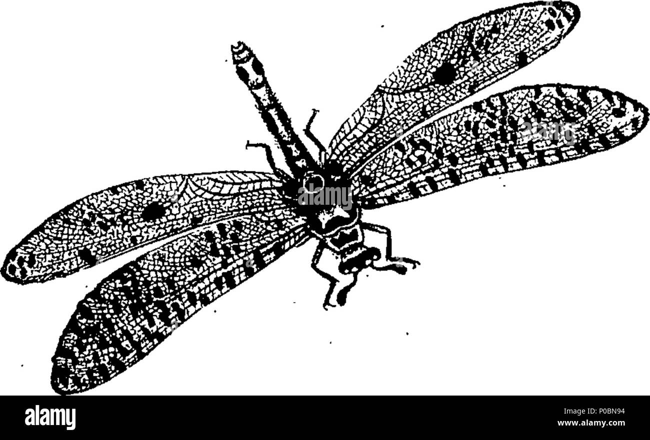 . Anglais : fleuron de livre : un épitomé de l'histoire naturelle des insectes de l'Inde, et les îles dans la mer Indienne : comprenant plus de deux cent cinquante figures et descriptions des plus singulières et belles espèces, principalement de celles sélectionnées récemment découvert, et qui n'ont pas comparu dans les Œuvres d'un auteur précédent. Les chiffres sont bien dessiné, gravé, et de couleur, à partir de spécimens d'insectes ; les descriptions sont classés selon le système de Linné, avec des références aux écrits de Fabricius, et d'autres auteurs systématique. Par E. Donovan, Banque D'Images