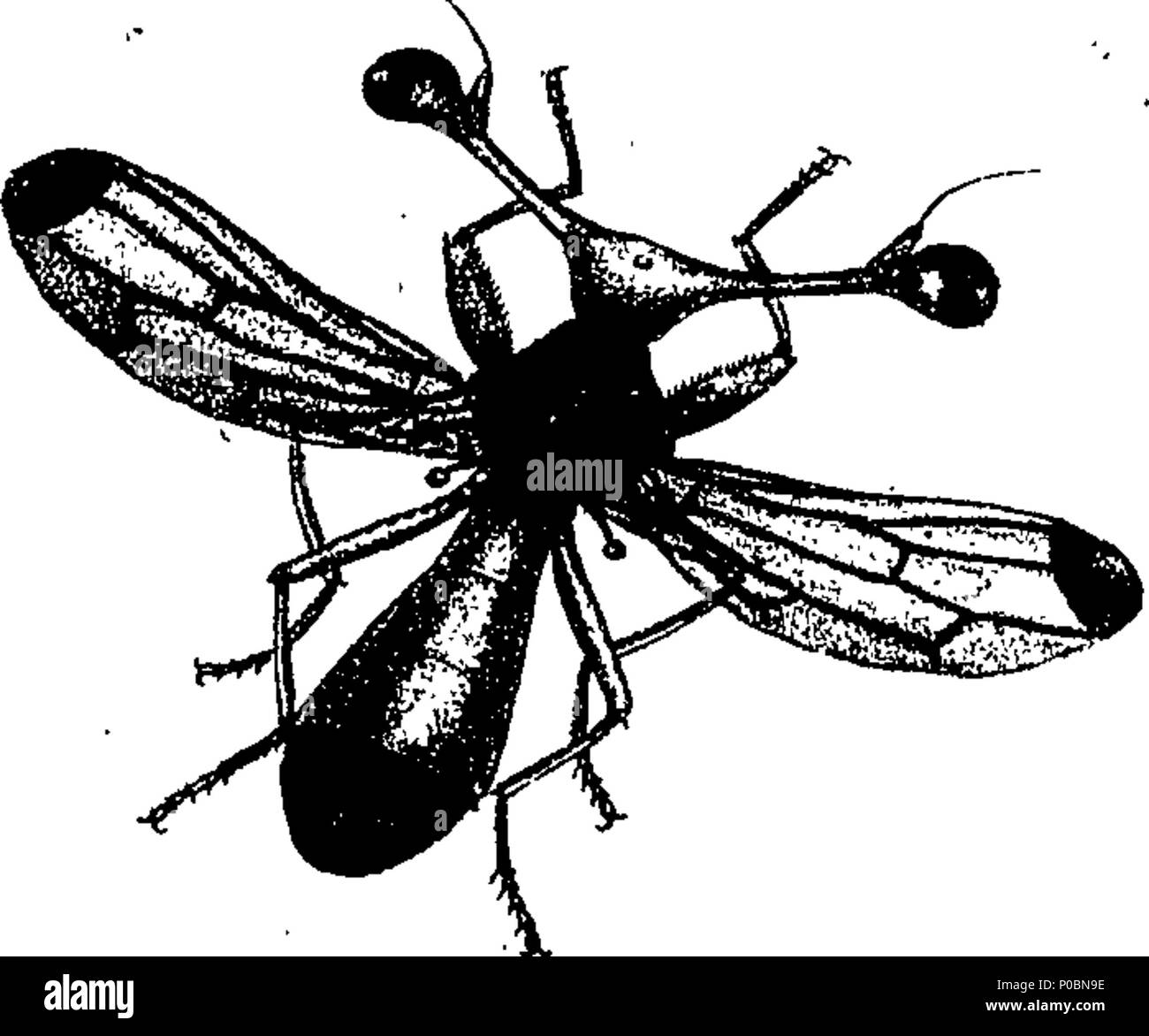 . Anglais : fleuron de livre : un épitomé de l'histoire naturelle des insectes de l'Inde, et les îles dans la mer Indienne : comprenant plus de deux cent cinquante figures et descriptions des plus singulières et belles espèces, principalement de celles sélectionnées récemment découvert, et qui n'ont pas comparu dans les Œuvres d'un auteur précédent. Les chiffres sont bien dessiné, gravé, et de couleur, à partir de spécimens d'insectes ; les descriptions sont classés selon le système de Linné, avec des références aux écrits de Fabricius, et d'autres auteurs systématique. Par E. Donovan, Banque D'Images