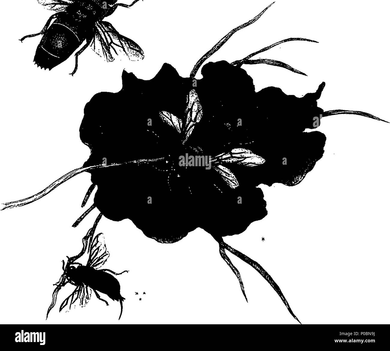 . Anglais : fleuron de livre : un épitomé de l'histoire naturelle des insectes de l'Inde, et les îles dans la mer Indienne : comprenant plus de deux cent cinquante figures et descriptions des plus singulières et belles espèces, principalement de celles sélectionnées récemment découvert, et qui n'ont pas comparu dans les Œuvres d'un auteur précédent. Les chiffres sont bien dessiné, gravé, et de couleur, à partir de spécimens d'insectes ; les descriptions sont classés selon le système de Linné, avec des références aux écrits de Fabricius, et d'autres auteurs systématique. Par E. Donovan, Banque D'Images