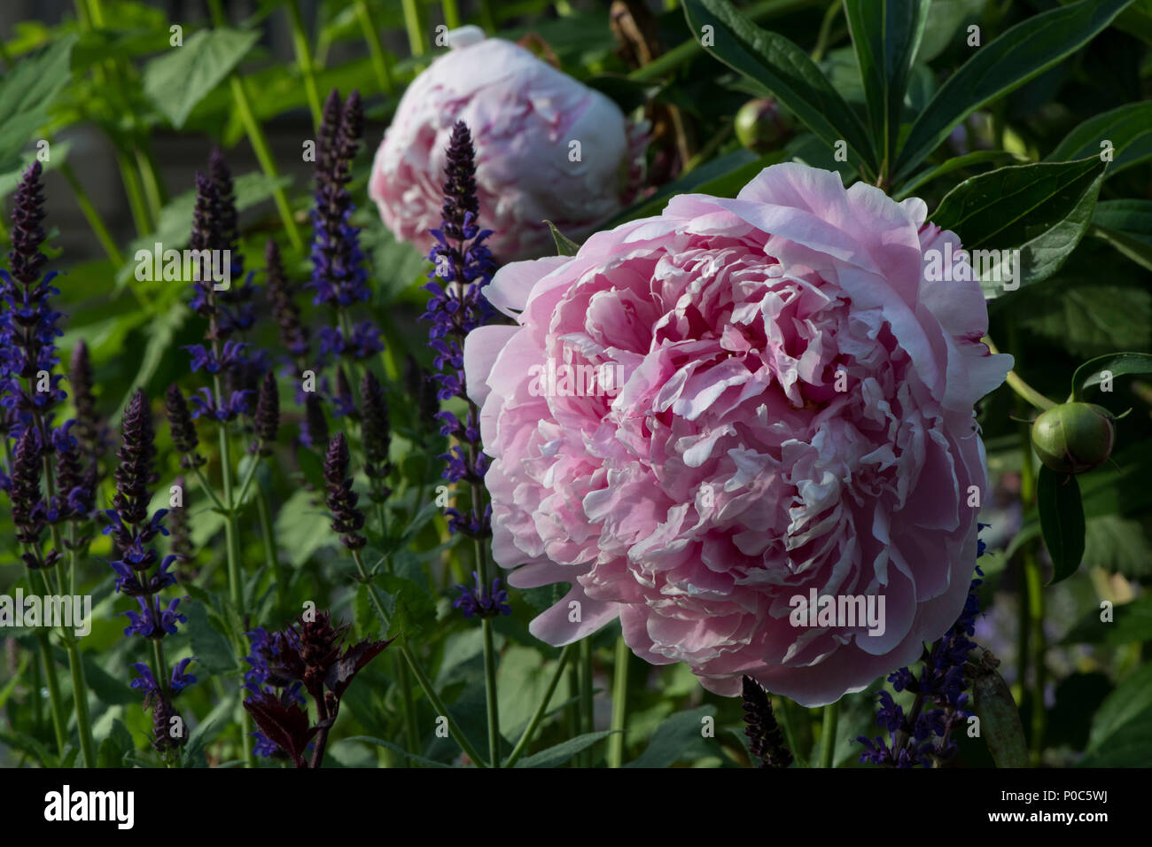 La vue latérale d'une fleur de pivoine dans un jardin luxuriant sur une journée ensoleillée. Banque D'Images