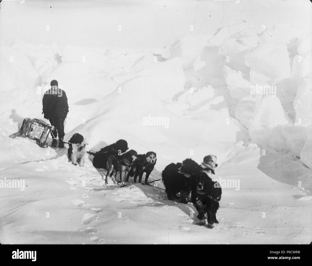 . Anglais : un 7-traîneau sur la glace de l'équipe membre de l'équipage non identifiés avec un 7-Dog Sled team se reposant sur la glace, avec un membre d'équipage debout à côté du traîneau tournée vers le. C'est Hurley's équipe de chiens, dont Shakespeare (leader), Bob, Rugby, Rufus, Marin, Hackenschmidt, Noel, Jerry et Martin. Hurley était connu pour prendre Leonard Hussey ou Lionel Greenstreet (agent en chef) avec lui sur ses expéditions en traîneau. Une équipe de sept traîneau sur la glace avec des inconnus de l'équipage . Juillet - Octobre 1915. Francis James Hurley 200 un 7-traîneau sur l'équipe Banque D'Images