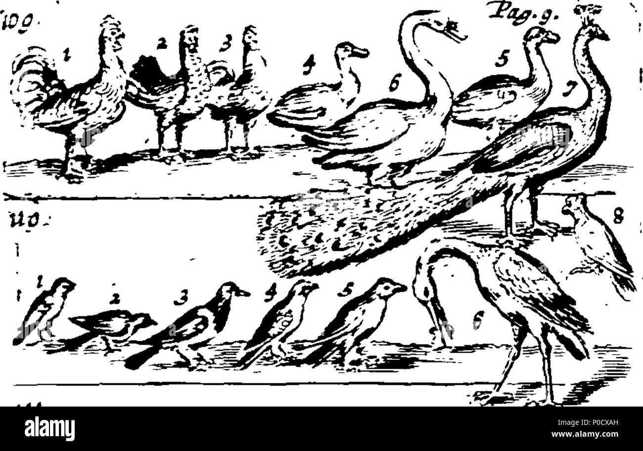 . Anglais : Fleuron du livre : Une courte et facile méthode pour donner aux enfants une idée ou vrai notion d'êtres humains : céleste et terrestre et de leur apprendre les noms de la plupart des choses qui sont utiles et nécessaires à la vie humaine : comme aussi, des arts et des sciences, les plantes, fruits et animaux ; comme poissons, oiseaux et bêtes Four-Footed : Français et Anglais. Représenté par plusieurs centaines de chiffres dans 38 des plaques de cuivre, en forme pour ceux qui sont désireux d'apprendre ces langues.  = méthode courte et facile pour donner aux enfans une idée des choses célestes et terrestres : Et pour leurs apprendre le nom et l'usage Banque D'Images