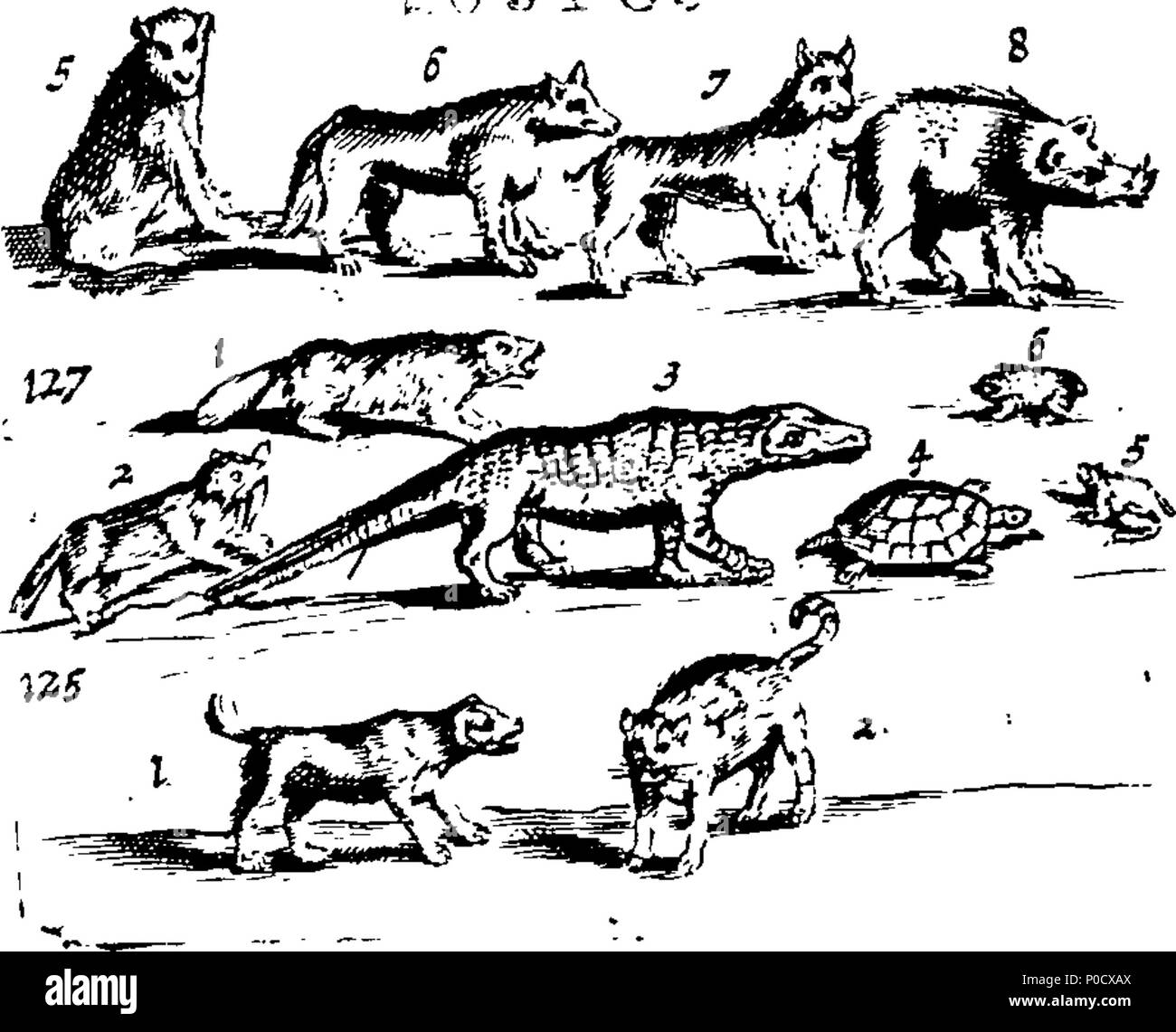 . Anglais : Fleuron du livre : Une courte et facile méthode pour donner aux enfants une idée ou vrai notion d'êtres humains : céleste et terrestre et de leur apprendre les noms de la plupart des choses qui sont utiles et nécessaires à la vie humaine : comme aussi, des arts et des sciences, les plantes, fruits et animaux ; comme poissons, oiseaux et bêtes Four-Footed : Français et Anglais. Représenté par plusieurs centaines de chiffres dans 38 des plaques de cuivre, en forme pour ceux qui sont désireux d'apprendre ces langues.  = méthode courte et facile pour donner aux enfans une idée des choses célestes et terrestres : Et pour leurs apprendre le nom et l'usage Banque D'Images