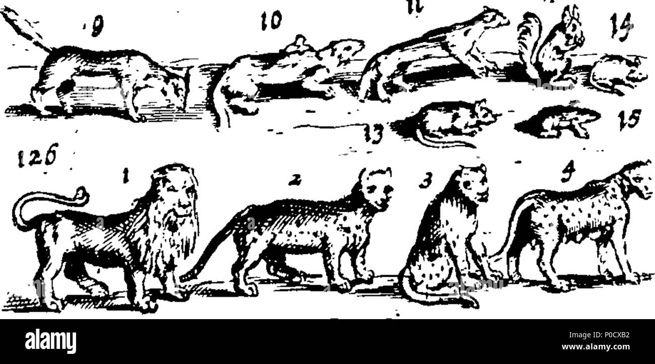 . Anglais : Fleuron du livre : Une courte et facile méthode pour donner aux enfants une idée ou vrai notion d'êtres humains : céleste et terrestre et de leur apprendre les noms de la plupart des choses qui sont utiles et nécessaires à la vie humaine : comme aussi, des arts et des sciences, les plantes, fruits et animaux ; comme poissons, oiseaux et bêtes Four-Footed : Français et Anglais. Représenté par plusieurs centaines de chiffres dans 38 des plaques de cuivre, en forme pour ceux qui sont désireux d'apprendre ces langues.  = méthode courte et facile pour donner aux enfans une idée des choses célestes et terrestres : Et pour leurs apprendre le nom et l'usage Banque D'Images