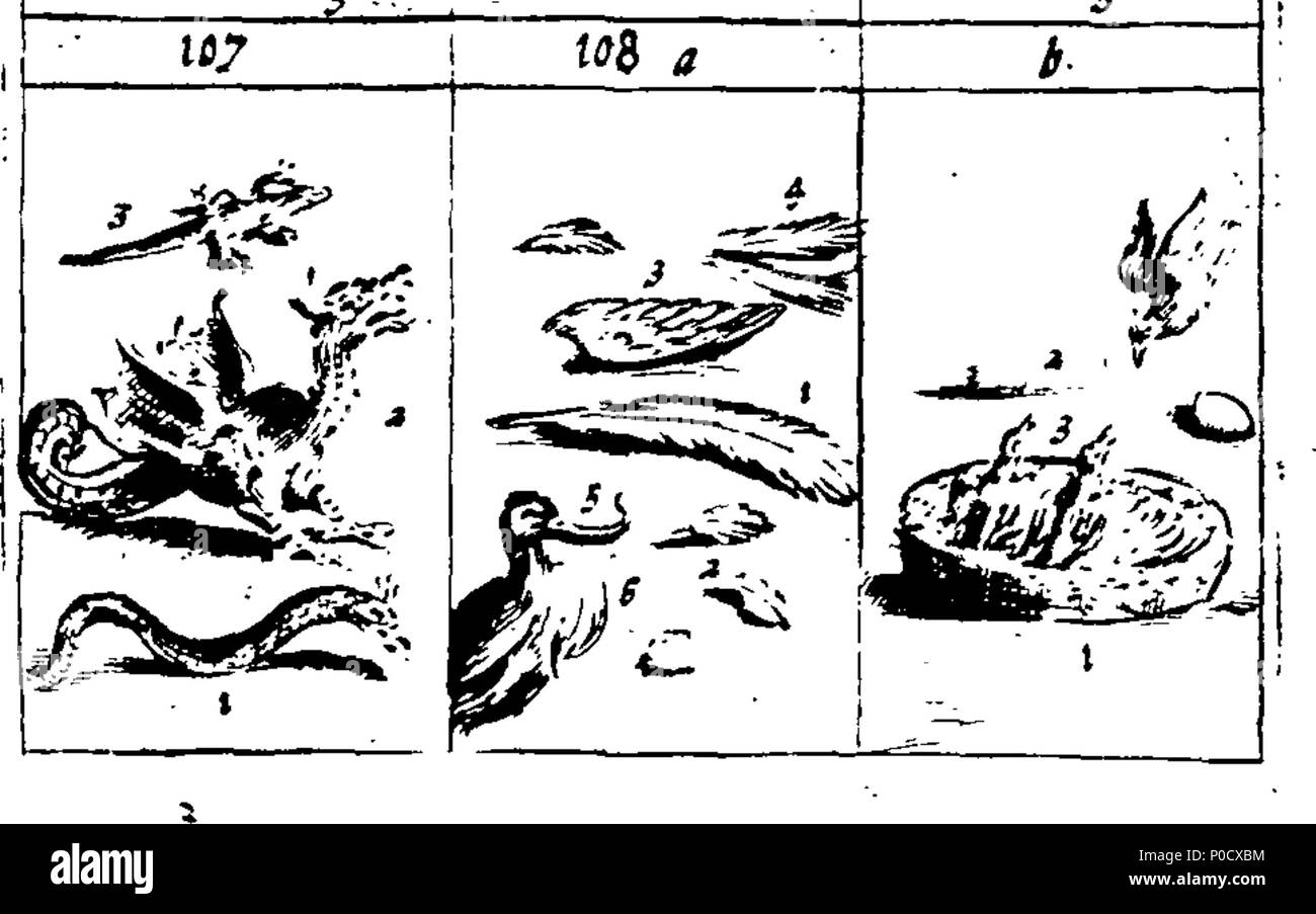 . Anglais : Fleuron du livre : Une courte et facile méthode pour donner aux enfants une idée ou vrai notion d'êtres humains : céleste et terrestre et de leur apprendre les noms de la plupart des choses qui sont utiles et nécessaires à la vie humaine : comme aussi, des arts et des sciences, les plantes, fruits et animaux ; comme poissons, oiseaux et bêtes Four-Footed : Français et Anglais. Représenté par plusieurs centaines de chiffres dans 38 des plaques de cuivre, en forme pour ceux qui sont désireux d'apprendre ces langues.  = méthode courte et facile pour donner aux enfans une idée des choses célestes et terrestres : Et pour leurs apprendre le nom et l'usage Banque D'Images