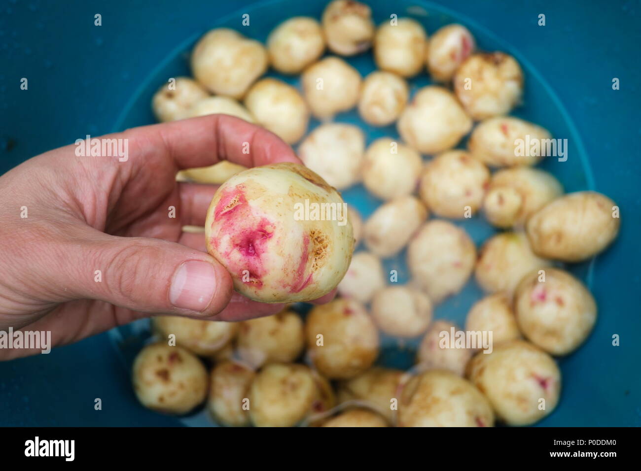 Main de pommes de terre Banque de photographies et d’images à haute