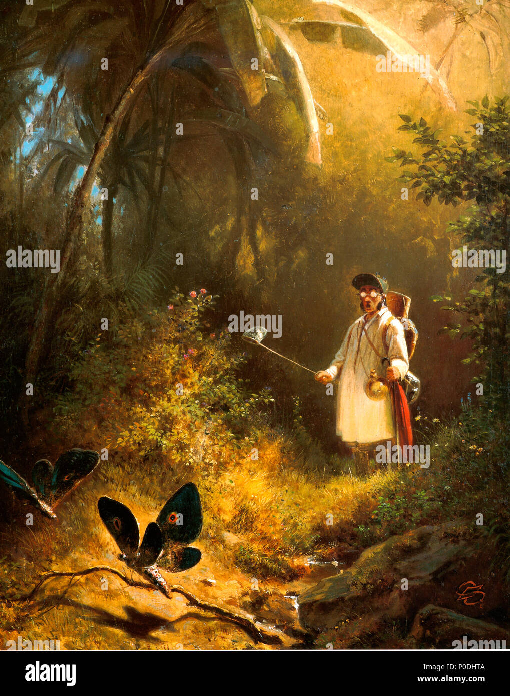 26 Der Schmetterlingsfänger Banque D'Images