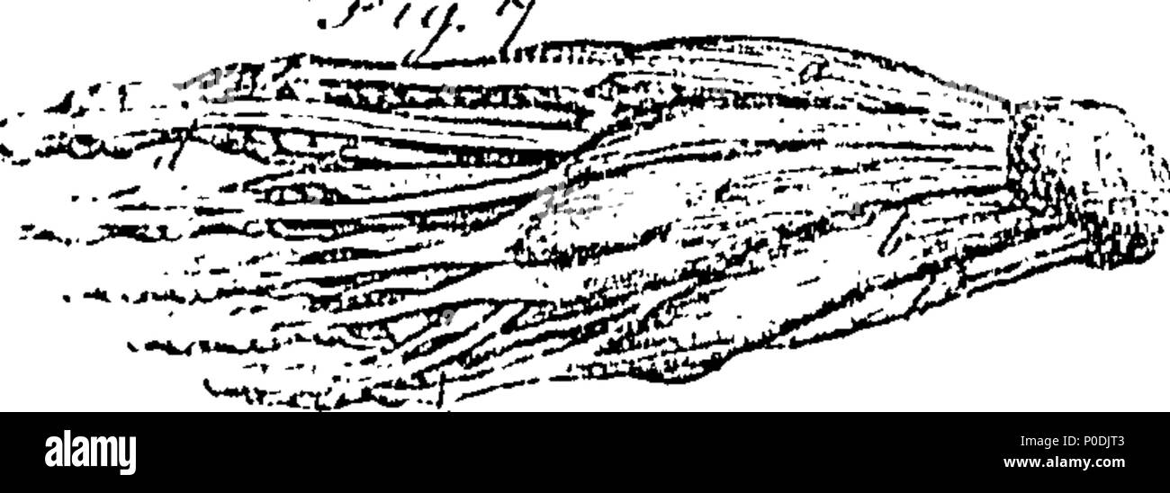 . Anglais : fleuron de livre : un système d'anatomie et physiologie ; à partir de la dernière et meilleure auteurs. Organisées, autant que la nature du travail pourrait admettre, dans l'ordre des exposés par le professeur d'anatomie à l'Université d'Édimbourg. La deuxième édition. En trois volumes. Pour ce qui est ajouté, l'anatomie comparée. Illustrés par des cuivres. ... 217 Un système d'anatomie et physiologie ; à partir de la dernière et meilleure auteurs Fleuron N024594-13 Banque D'Images