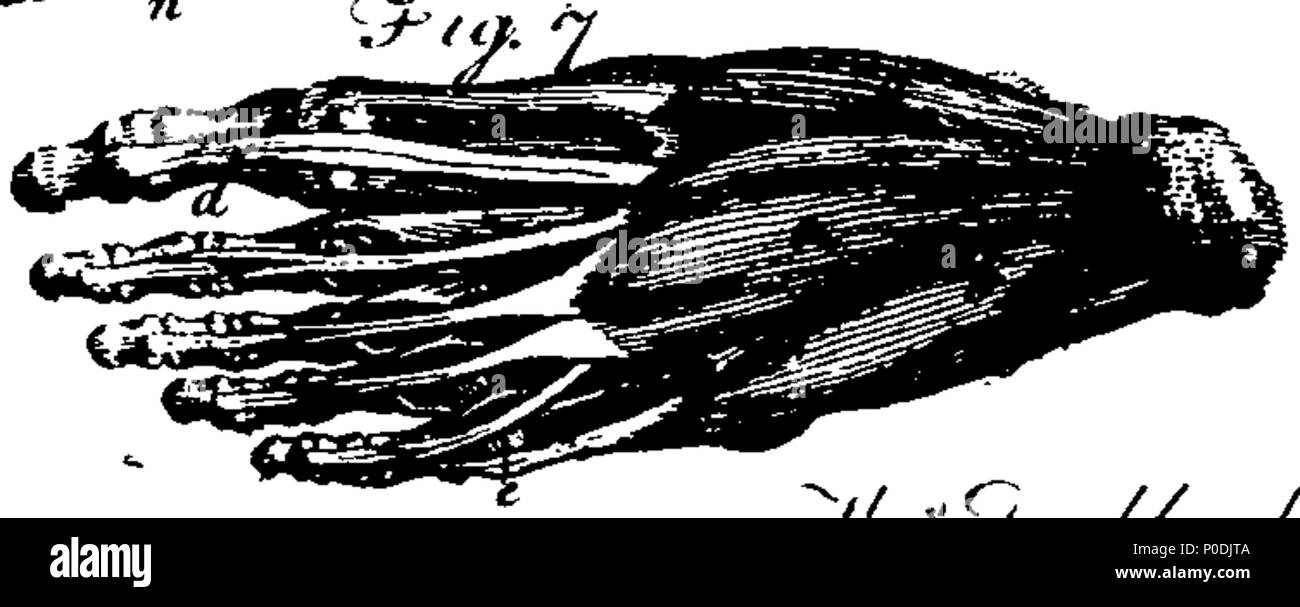 . Anglais : fleuron de livre : un système d'anatomie et physiologie, l'anatomie comparée des animaux. Établi à partir de la dernière et meilleure auteurs, et a organisé, dans la mesure où le travail serait admettre, dans l'ordre des exposés à l'Université d'Édimbourg. En trois volumes. Avec un index complet pour chaque volume. 217 Un système d'anatomie et physiologie, l'anatomie comparée des animaux Fleuron N023201-5 Banque D'Images