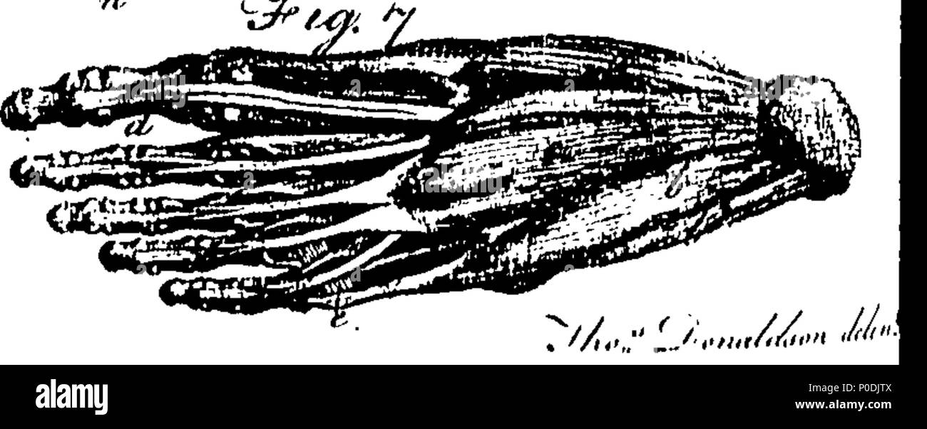 . Anglais : fleuron de livre : un système d'anatomie et physiologie ; à partir de la dernière et meilleure auteurs. Organisées, autant que la nature du travail pourrait admettre, dans l'ordre des exposés par le professeur d'anatomie à l'Université d'Édimbourg. La deuxième édition. En trois volumes. Pour ce qui est ajouté, l'anatomie comparée. Illustrés par des cuivres. ... 217 Un système d'anatomie et physiologie ; à partir de la dernière et meilleure auteurs Fleuron T140962-6 Banque D'Images