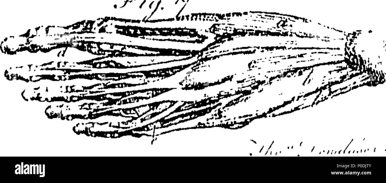 . Anglais : fleuron de livre : un système d'anatomie et physiologie ; à partir de la dernière et meilleure auteurs. Organisées, autant que la nature du travail pourrait admettre, dans l'ordre des exposés par le professeur d'anatomie à l'Université d'Édimbourg. La deuxième édition. En trois volumes. Pour ce qui est ajouté, l'anatomie comparée. Illustrés par des cuivres. ... 217 Un système d'anatomie et physiologie ; à partir de la dernière et meilleure auteurs Fleuron T140962-7 Banque D'Images