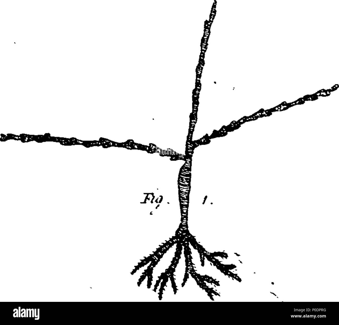 . Anglais : fleuron de livre : un traité d'arbres fruitiers. Par Thomas Hitt, jardinier du Très Honorable Lord Robert Manners, à Bloxholme, dans le Lincolnshire. 229 Un traité d'arbres fruitiers Fleuron T075342-3 Banque D'Images . Anglais : fleuron de livre : un traité d'arbres fruitiers. Par Thomas Hitt, jardinier du Très Honorable Lord Robert Manners, à Bloxholme, dans le Lincolnshire. 229 Un traité d'arbres fruitiers Fleuron T075342-3 Banque D'Images