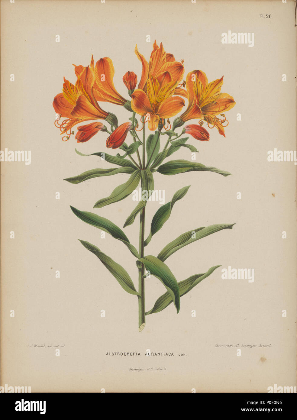 . L'Alstroemeria aurea Image par Abraham Jacobus Wendel, de la langue néerlandaise livre Flore : disponibles en beschrijvingen van éénjarige boomen, heesters, planten, enz. voorkomende à De Nederlandsche tuinen par H. Witte et A. J. Wendel, Groningen : Wolters, [1868]. Les usines où l'empreinte d'une prise du Japon vers les Pays-Bas par Philipp Franz von Siebold. . 1868. H. Witte et Abraham Jacobus Wendel 271 Image-027-L'Alstroemeria aurea Banque D'Images