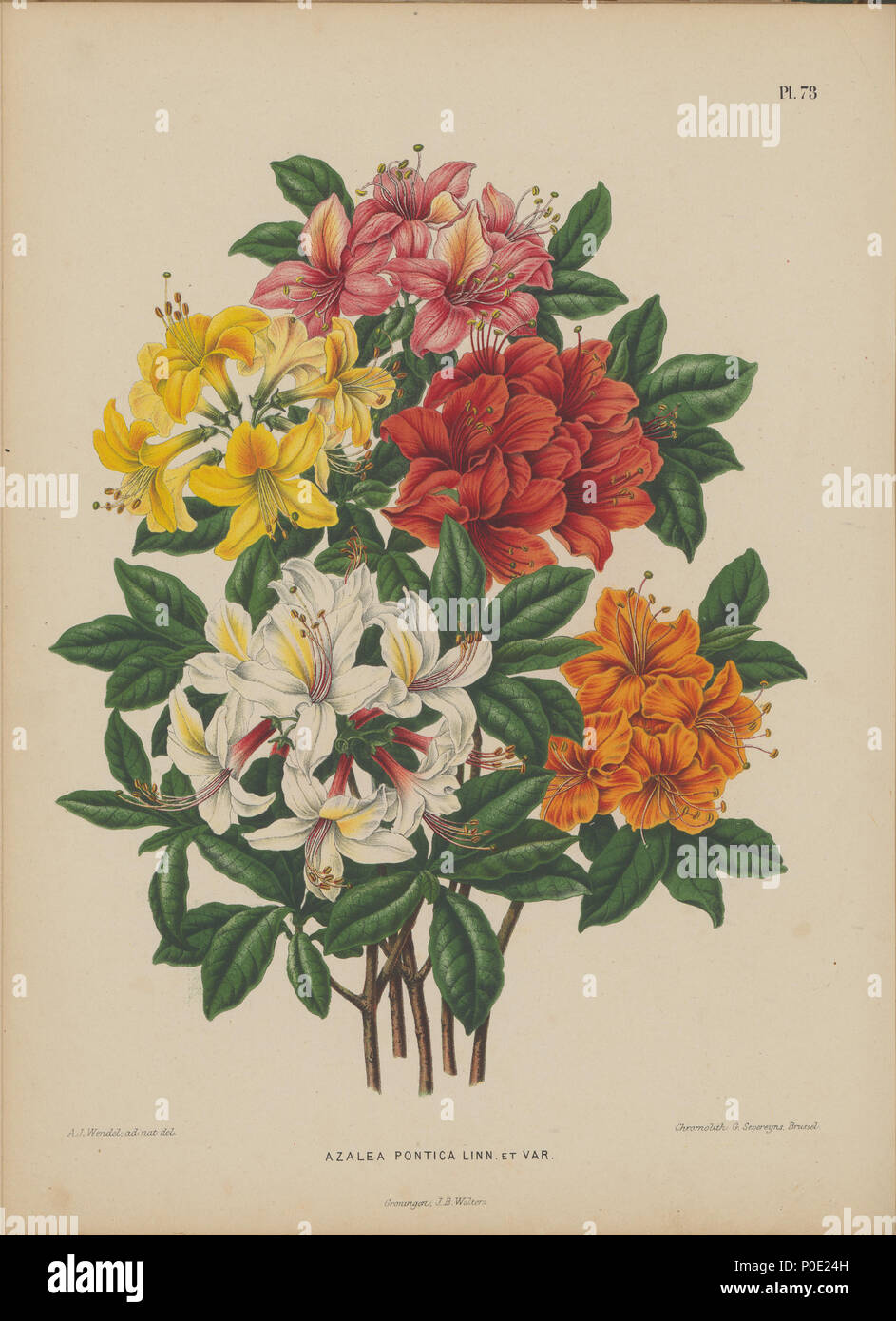 . Rhododendron luteum Image par Abraham Jacobus Wendel, de la langue néerlandaise livre Flore : disponibles en beschrijvingen van éénjarige boomen, heesters, planten, enz. voorkomende à De Nederlandsche tuinen par H. Witte et A. J. Wendel, Groningen : Wolters, [1868]. Les usines où l'empreinte d'une prise du Japon vers les Pays-Bas par Philipp Franz von Siebold. . 1868. H. Witte et Abraham Jacobus Wendel 271 Image-073-Rhododendron luteum Banque D'Images