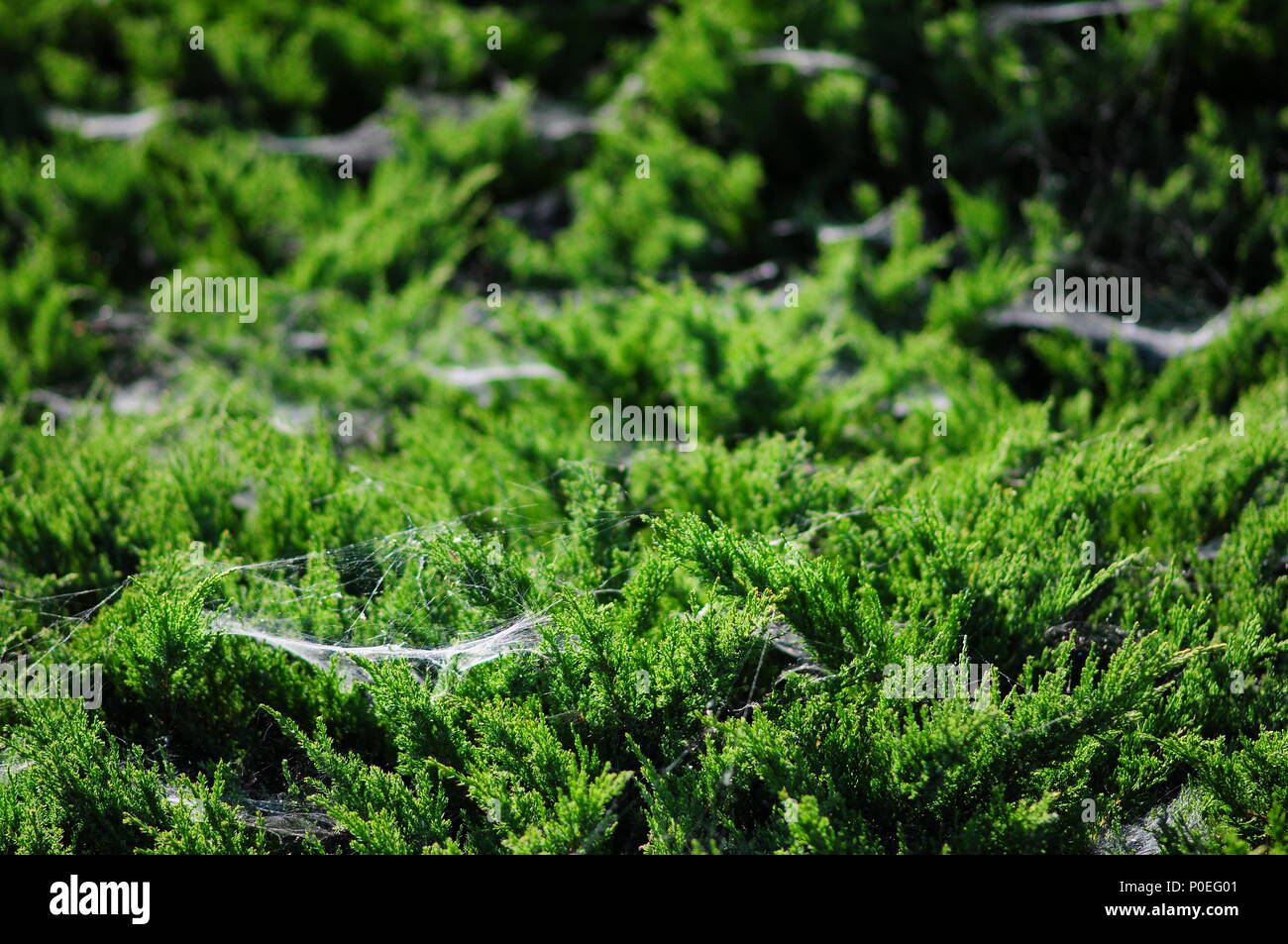 Un genévrier commun (Juniperus communis) couverts dans de nombreuses toiles d'araignées, web. Banque D'Images