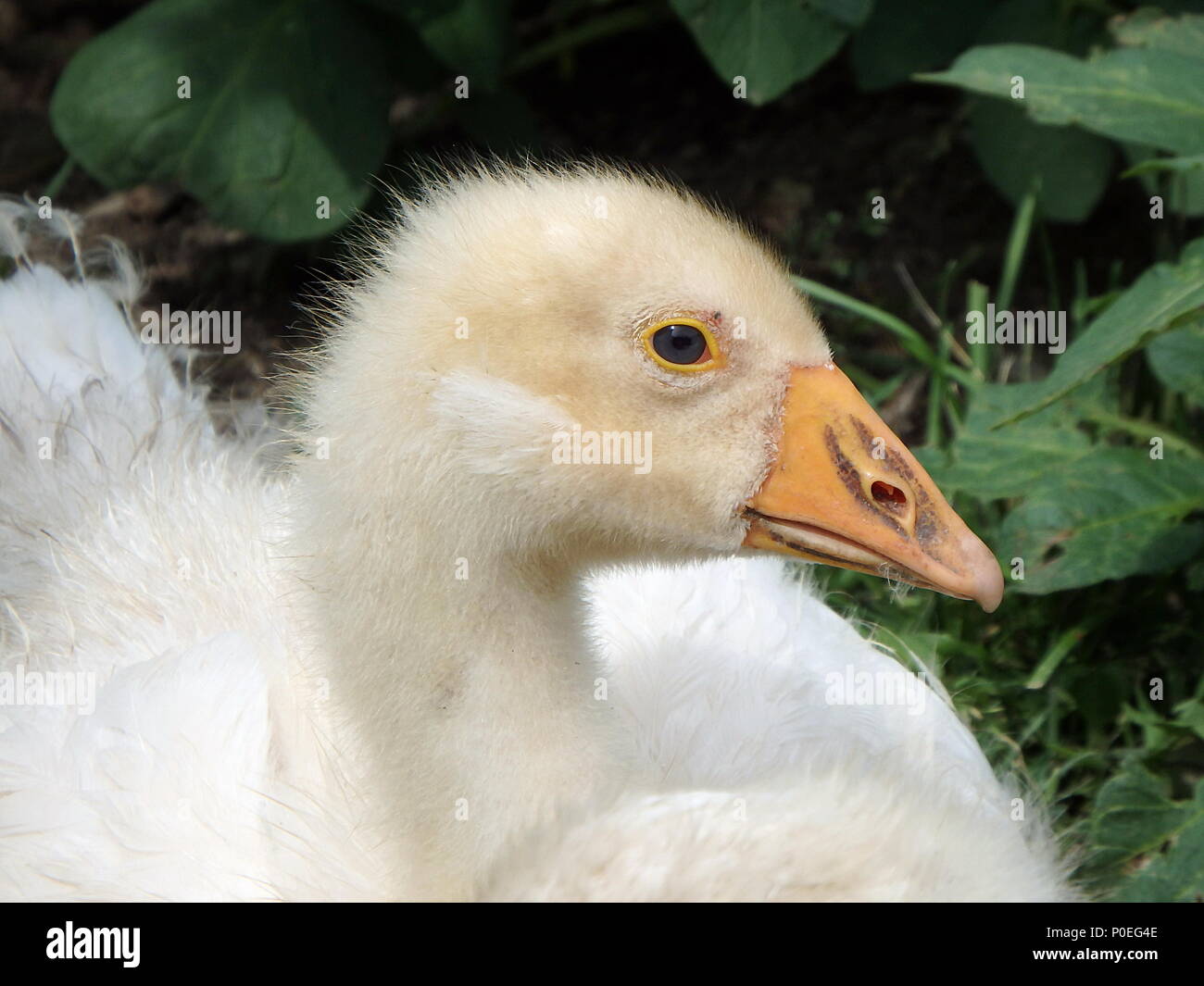 L Oie Blanche Slovaque L Oie Domestique Oisons Dans Une Arriere Cour Adorable Bebe Animaux Photo Stock Alamy