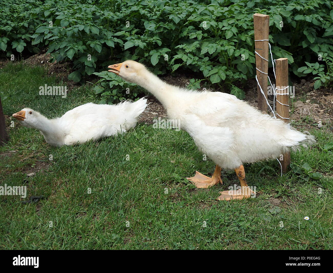 L Oie Blanche Slovaque L Oie Domestique Oisons Dans Une Arriere Cour Adorable Bebe Animaux Photo Stock Alamy L Oie Blanche Slovaque L Oie Domestique Oisons Dans Une Arriere Cour Adorable Bebe Animaux Photo Stock Alamy