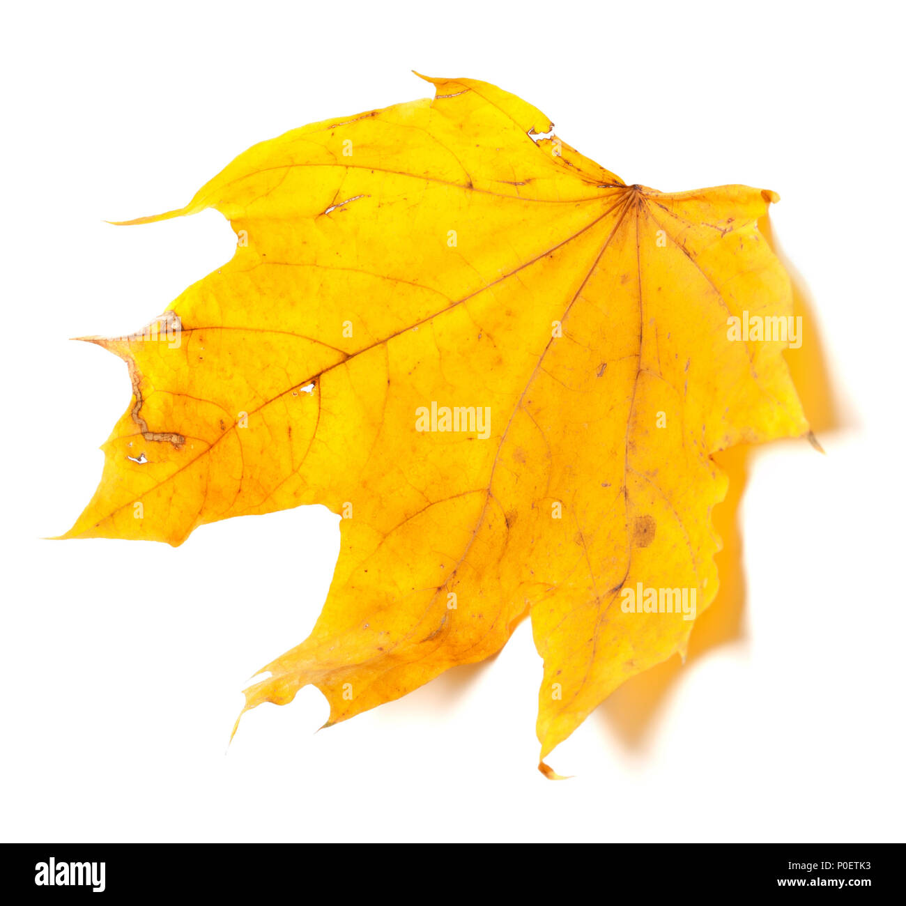 Automne érable jaune isolé sur fond blanc Banque D'Images