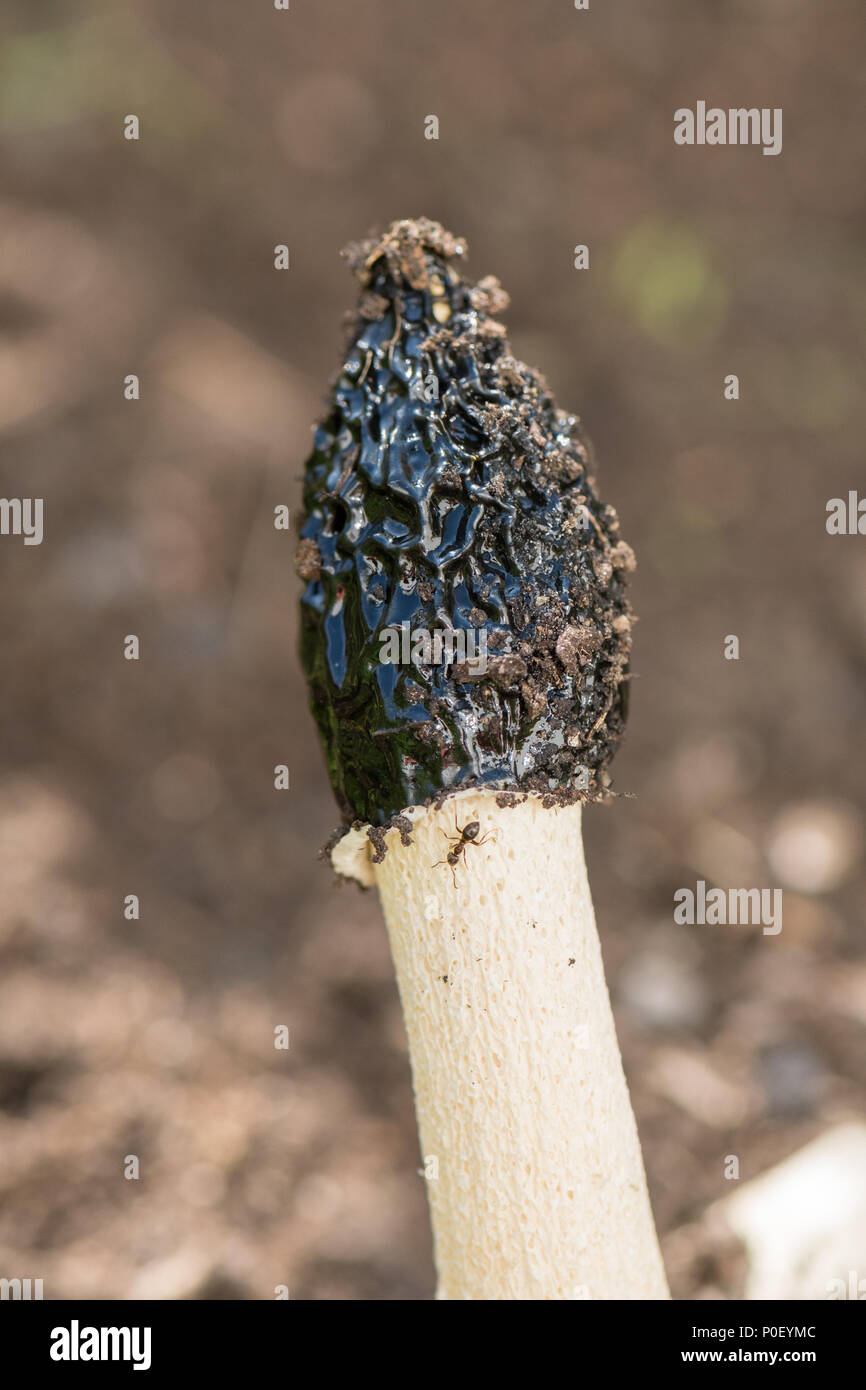 Phalle impudique Phallus impudicus - champignons, Ecosse, Royaume-Uni Banque D'Images