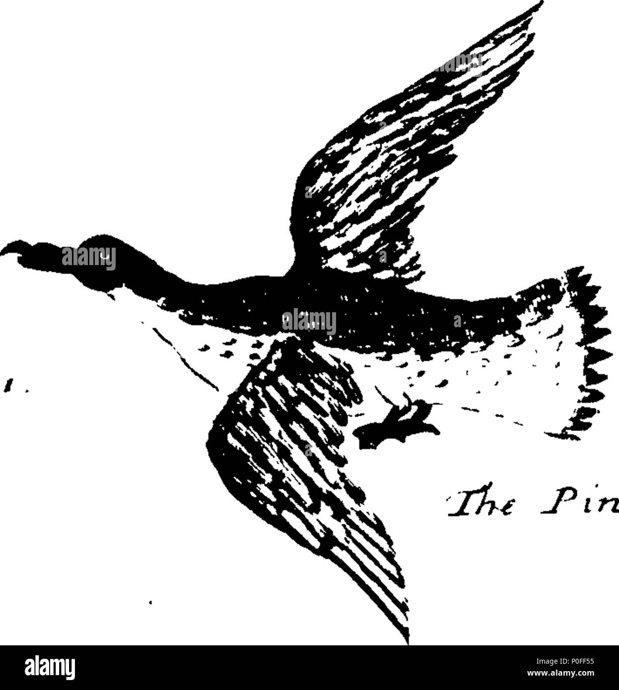 . Anglais : fleuron de livre : un voyage à New Holland, &c. dans l'année, 1699. Où sont décrits, le Canary-Islands, les îles de Mayo et St Jago. La baie de tous les Saints, avec les forts et la ville de Bahia au Brésil. Cape Salvadore. Les Vents sur la côte brésilienne. Abrohlo-Shoals. Un tableau de toutes les variations de ce voyage avait observ. Occurrences près du Cap de Bonne Espérance. Le cours à New Holland. Shark's Bay. Les îles et la côte &c. de New Holland. Leurs habitants, les Mœurs, les coutumes, le commerce, &c. Leurs ports, du sol, des bêtes, des oiseaux, des poissons, &c. Arbres, plantes, fruits, &c. Illustré avec s Banque D'Images