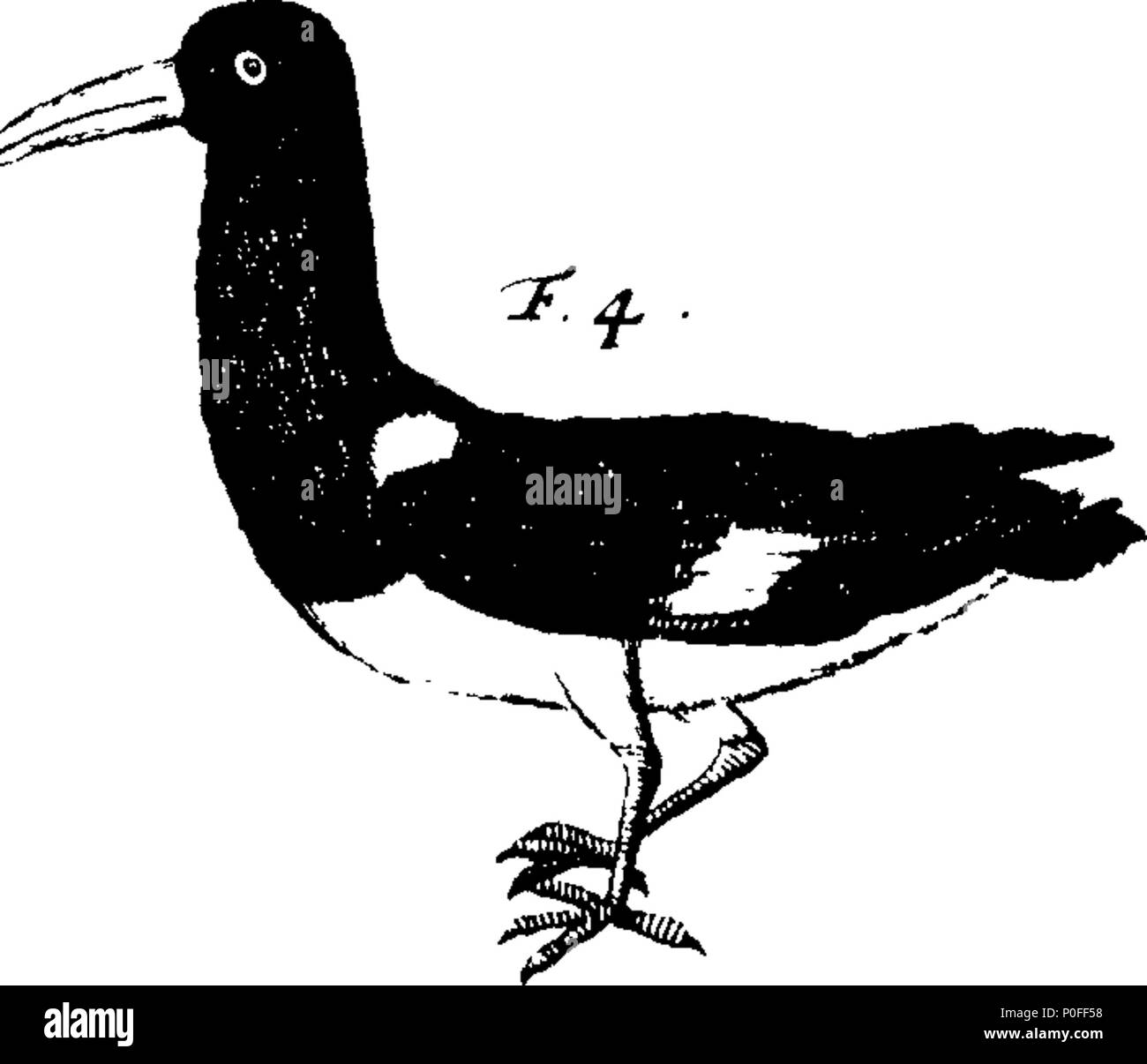 . Anglais : fleuron de livre : un voyage à New Holland, &c. dans l'année, 1699. Où sont décrits, le Canary-Islands, les îles de Mayo et St Jago. La baie de tous les Saints, avec les forts et la ville de Bahia au Brésil. Cape Salvadore. Les Vents sur la côte brésilienne. Abrohlo-Shoals. Un tableau de toutes les variations de ce voyage avait observ. Occurrences près du Cap de Bonne Espérance. Le cours à New Holland. Shark's Bay. Les îles et la côte &c. de New Holland. Leurs habitants, les Mœurs, les coutumes, le commerce, &c. Leurs ports, du sol, des bêtes, des oiseaux, des poissons, &c. Arbres, plantes, fruits, &c. Illustré avec s Banque D'Images
