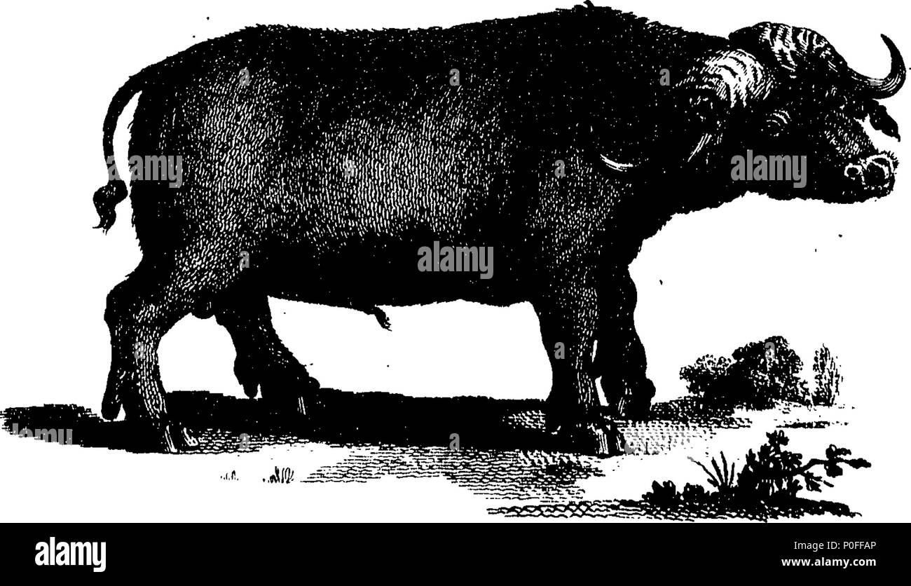 . Anglais : fleuron de livre : un voyage au Cap de Bonne Espérance, vers le cercle polaire antarctique, et le tour du monde : ... à partir de l'année 1772, à 1776. Par Andrew Sparrman, ... Traduit de l'original suédois. Avec les plaques. En deux volumes : ... 251 Un voyage au Cap de Bonne Espérance, vers le cercle polaire antarctique, et le tour du monde -- à partir de l'année 1772, à 1776 Fleuron T131022-2 Banque D'Images