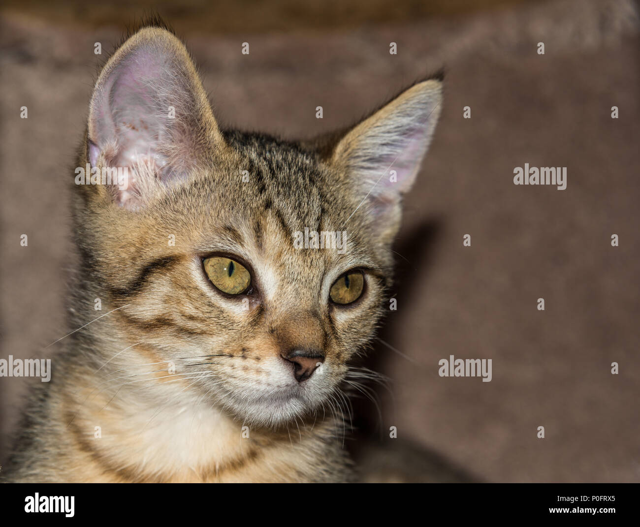 Portrait de chaton Banque D'Images