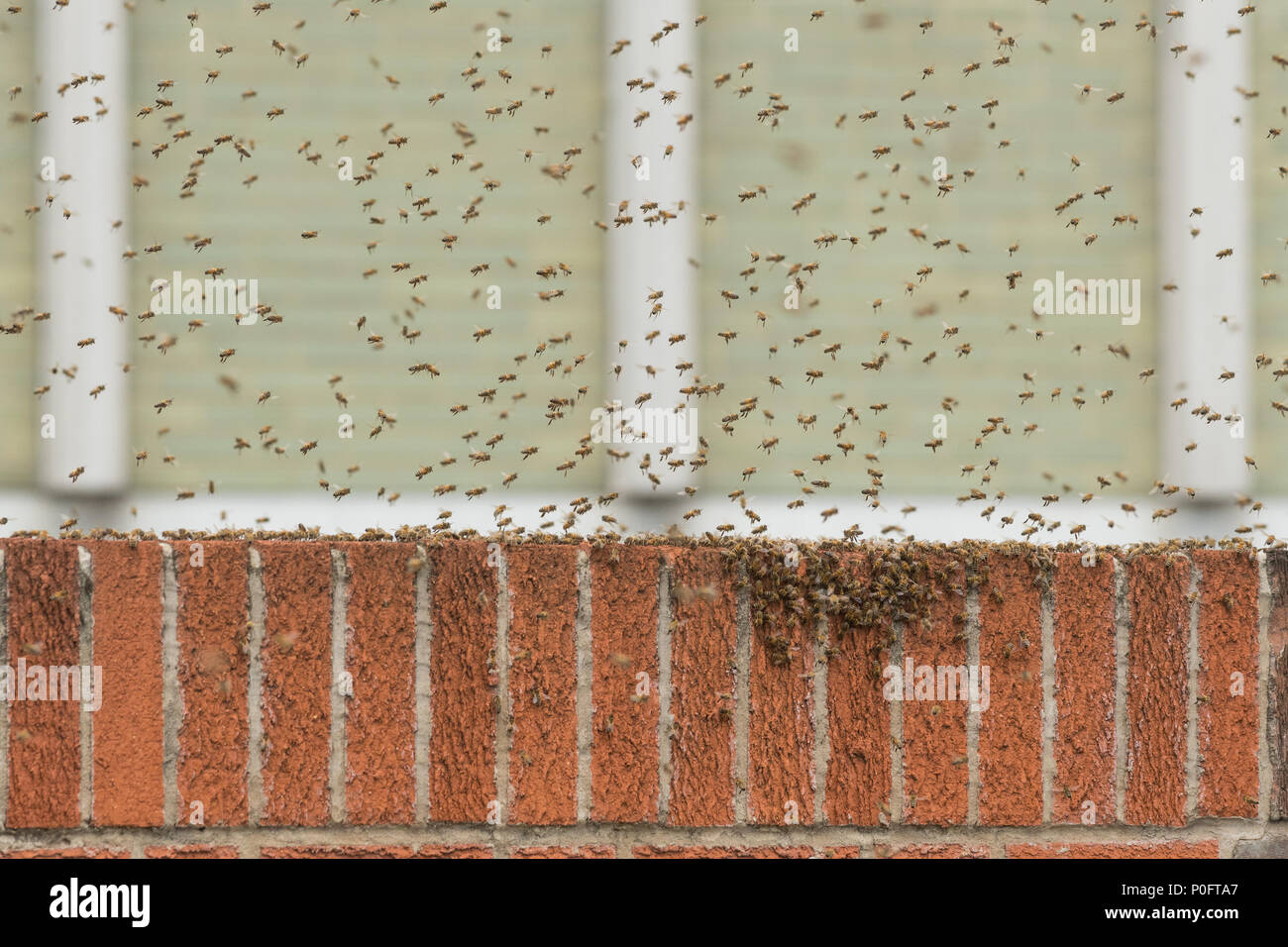 Essaim d'abeilles à miel dans le centre commercial Frenchgate parking sur le toit Banque D'Images