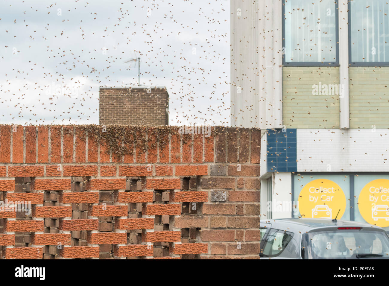 Essaim d'abeilles à miel dans le centre commercial Frenchgate parking sur le toit Banque D'Images