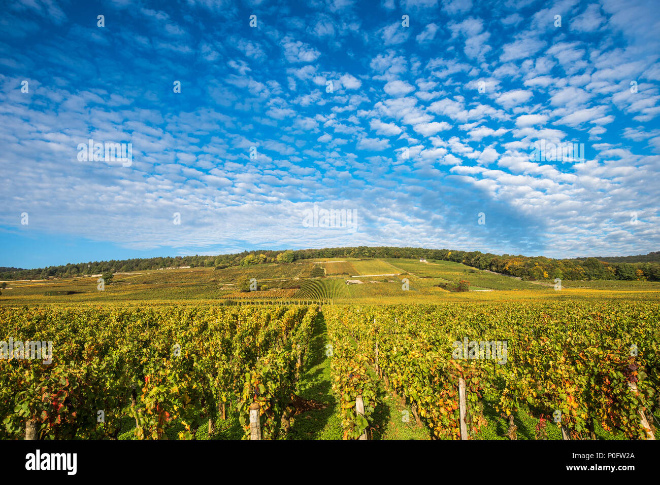 Des vignes à l'automne, la Bourgogne, France Banque D'Images