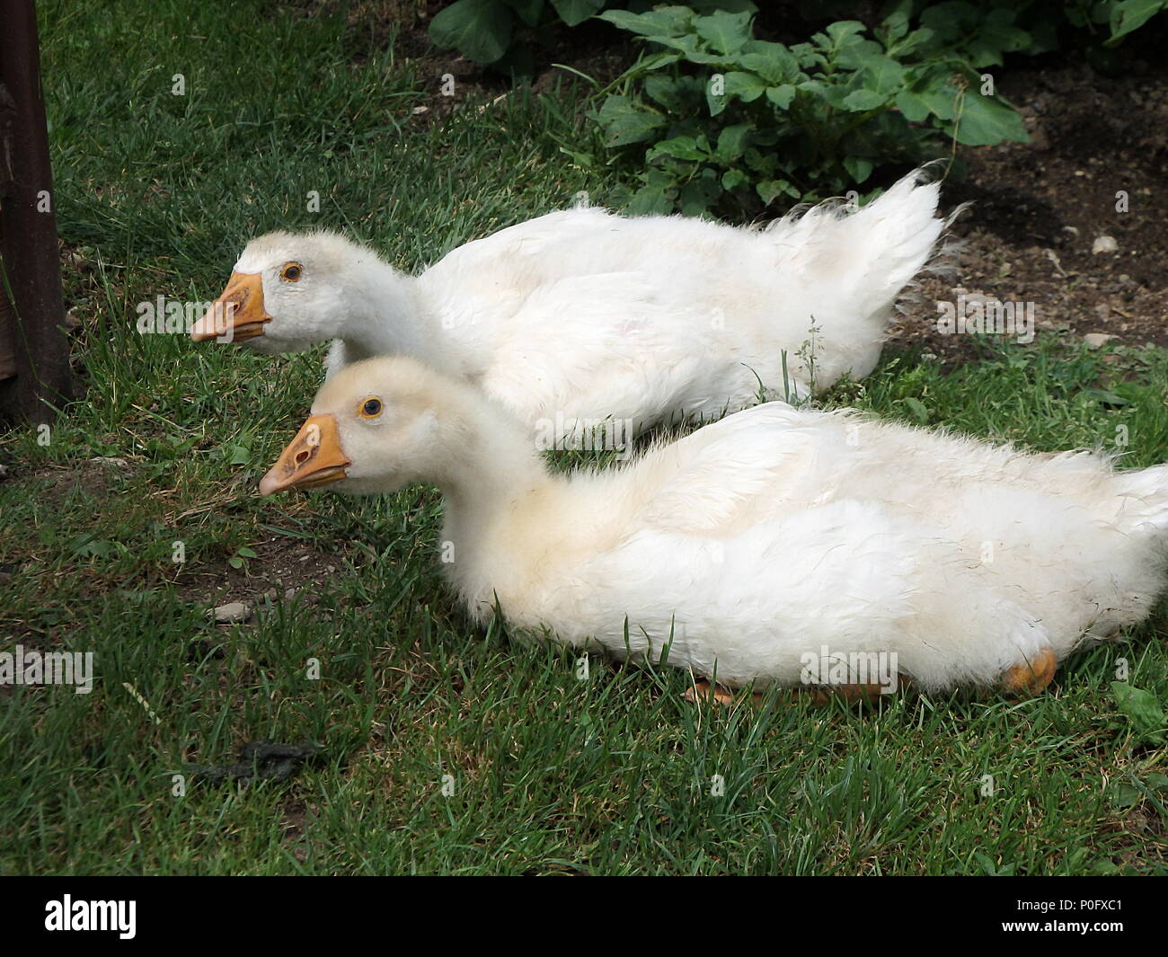 L Oie Blanche Slovaque L Oie Domestique Oisons Dans Une Arriere Cour Adorable Bebe Animaux Photo Stock Alamy
