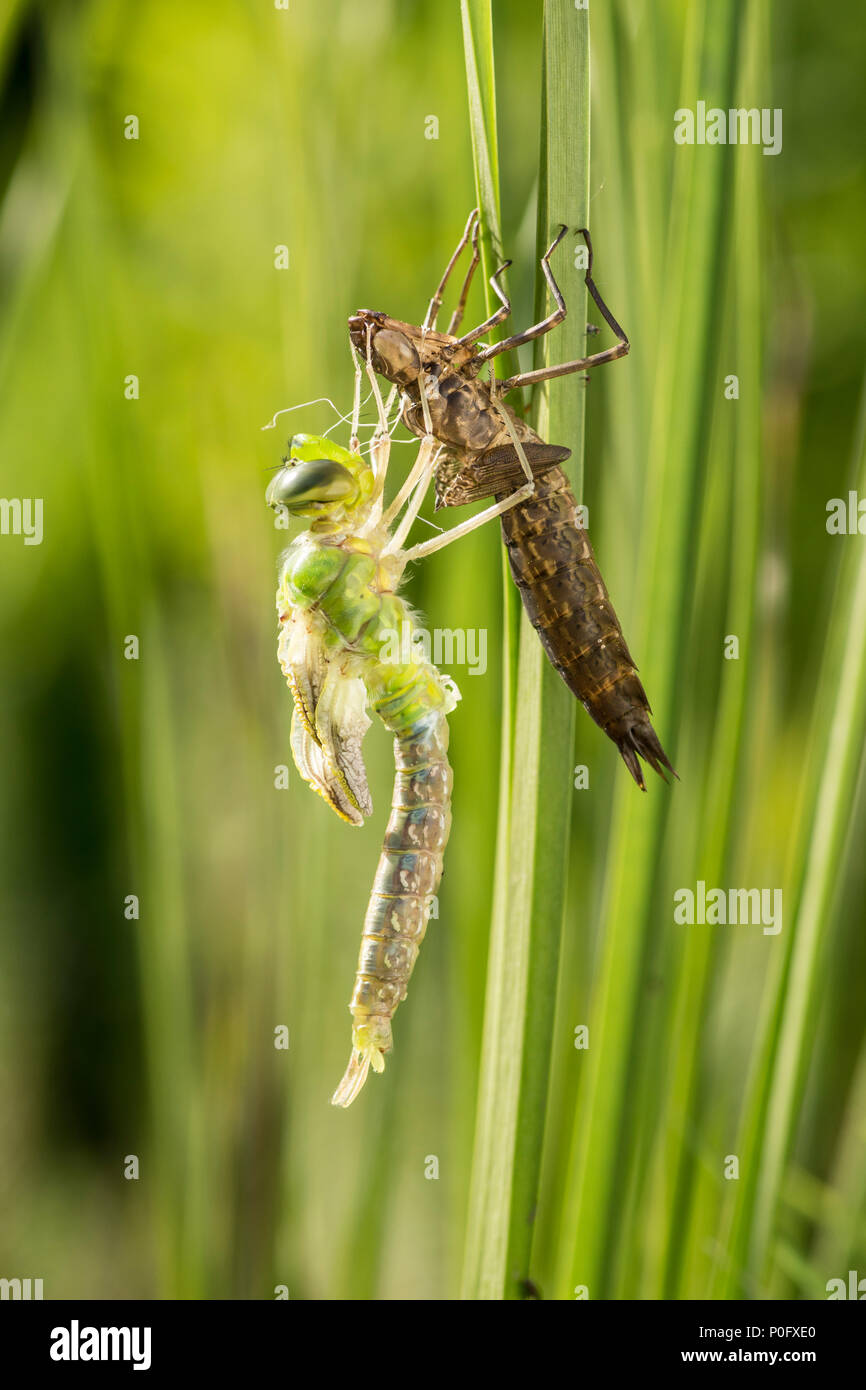 La métamorphose de la libellule Anax Empereur, imperator, sortir de larve, Sussex, UK, mai, Banque D'Images