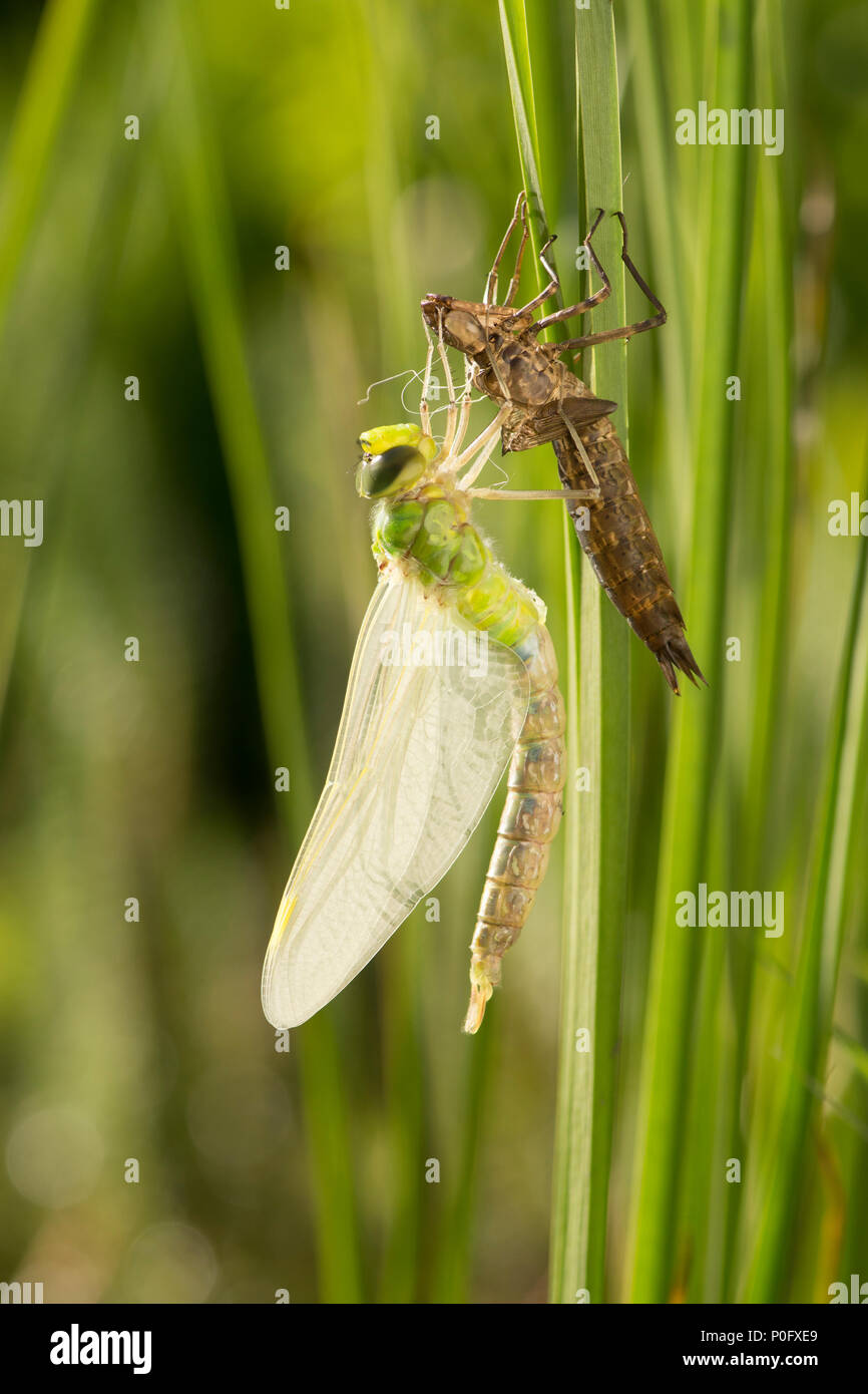 La métamorphose de la libellule Anax Empereur, imperator, sortir de larve, Sussex, UK, mai, Banque D'Images