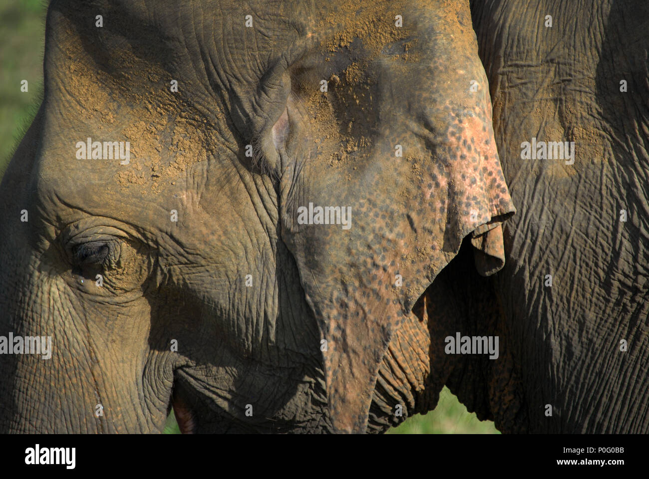Des éléphants au Parc National de Kaudulla, Sri Lanka. Banque D'Images