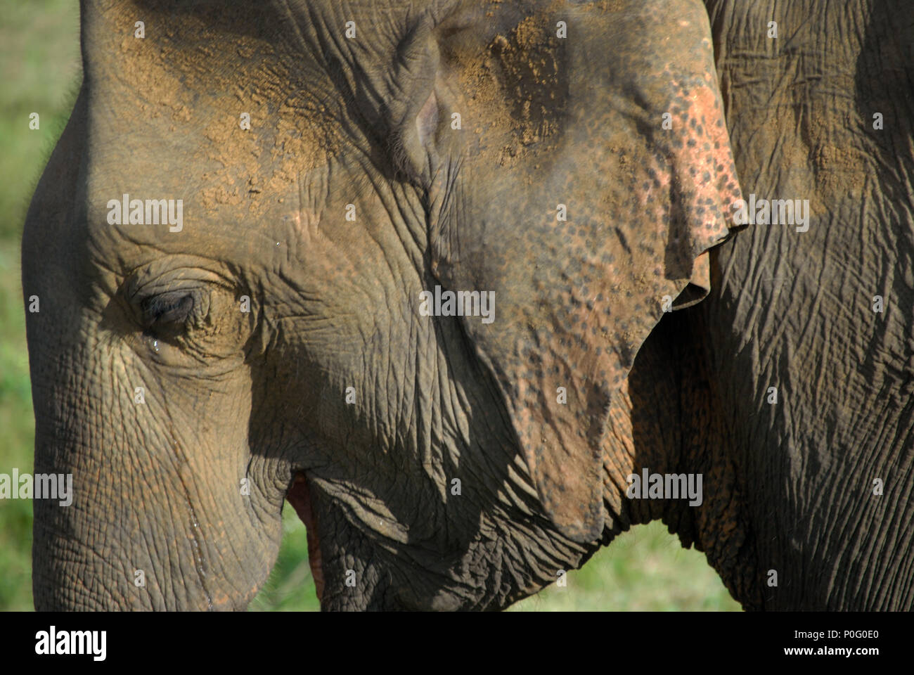 Des éléphants au Parc National de Kaudulla, Sri Lanka. Banque D'Images