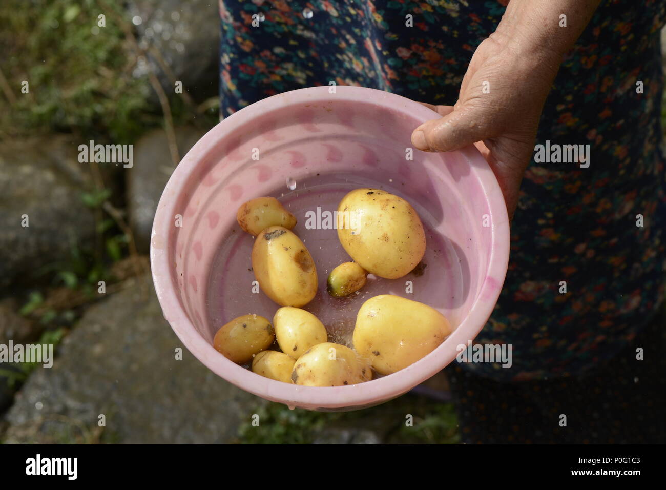 Vieille Femme tenant un petit bac de rose de pommes de terre fraîches à la main sous les gouttes de pluie. Banque D'Images