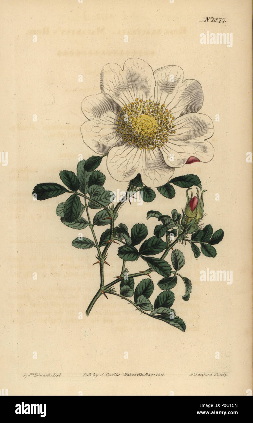 Macartney rose, Rosa bracteata. La gravure sur cuivre coloriée par F. Sansom après une illustration par Sydenham Edwards de William Curtis' le Botanical Magazine, Londres, 1811. Banque D'Images